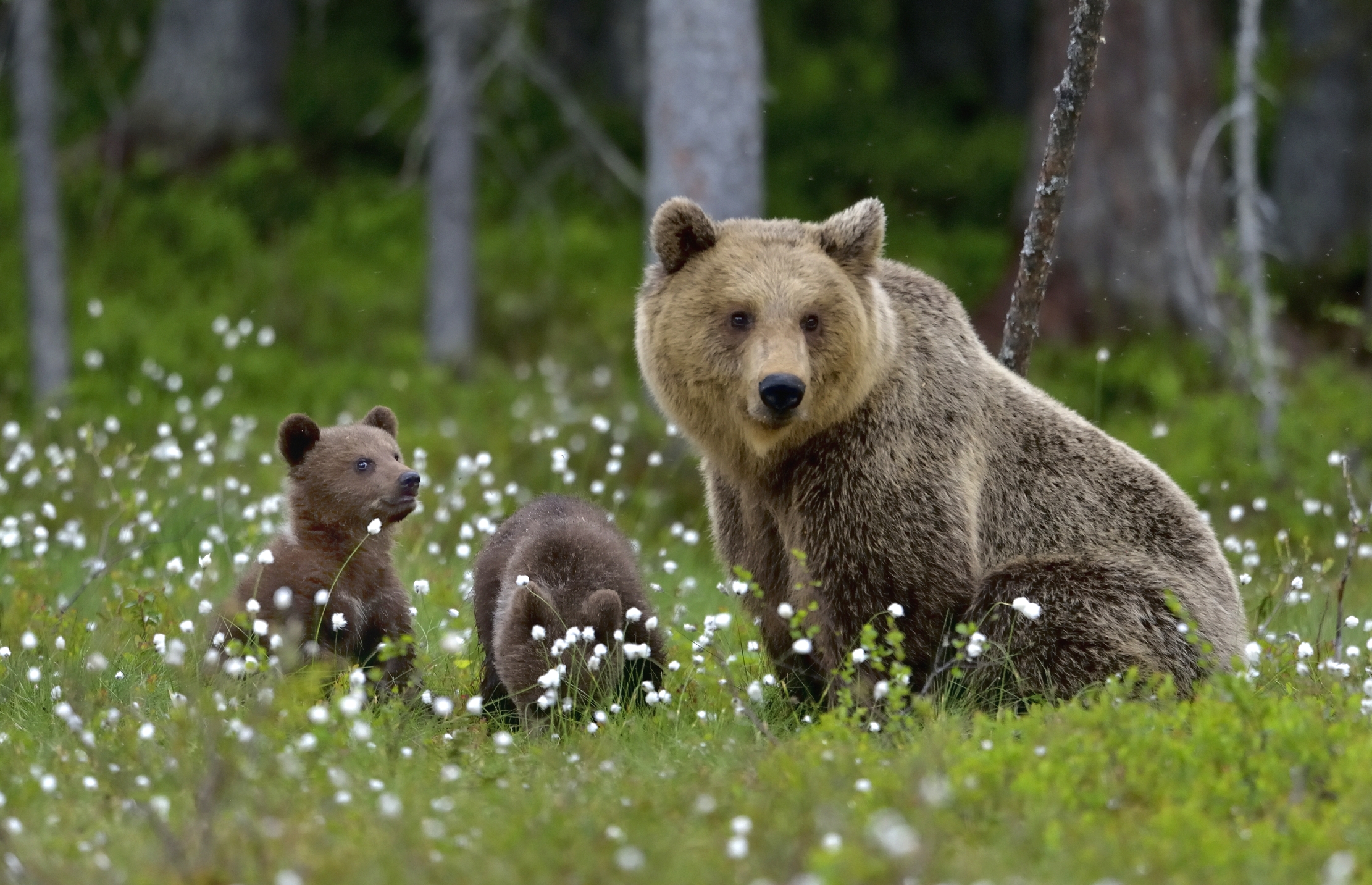 Martinselkonen - Famigliola