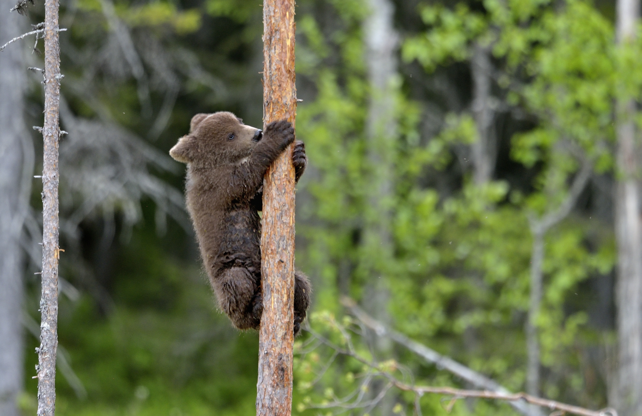 Martinselkonen - Orsacchiotto