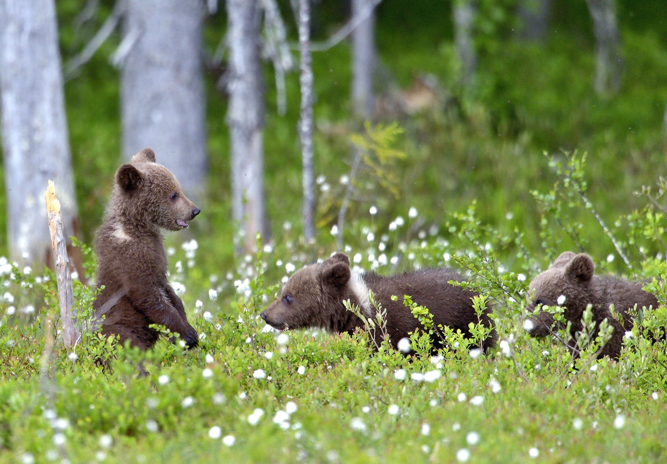 Martinselkonen - Orsacchiotti
