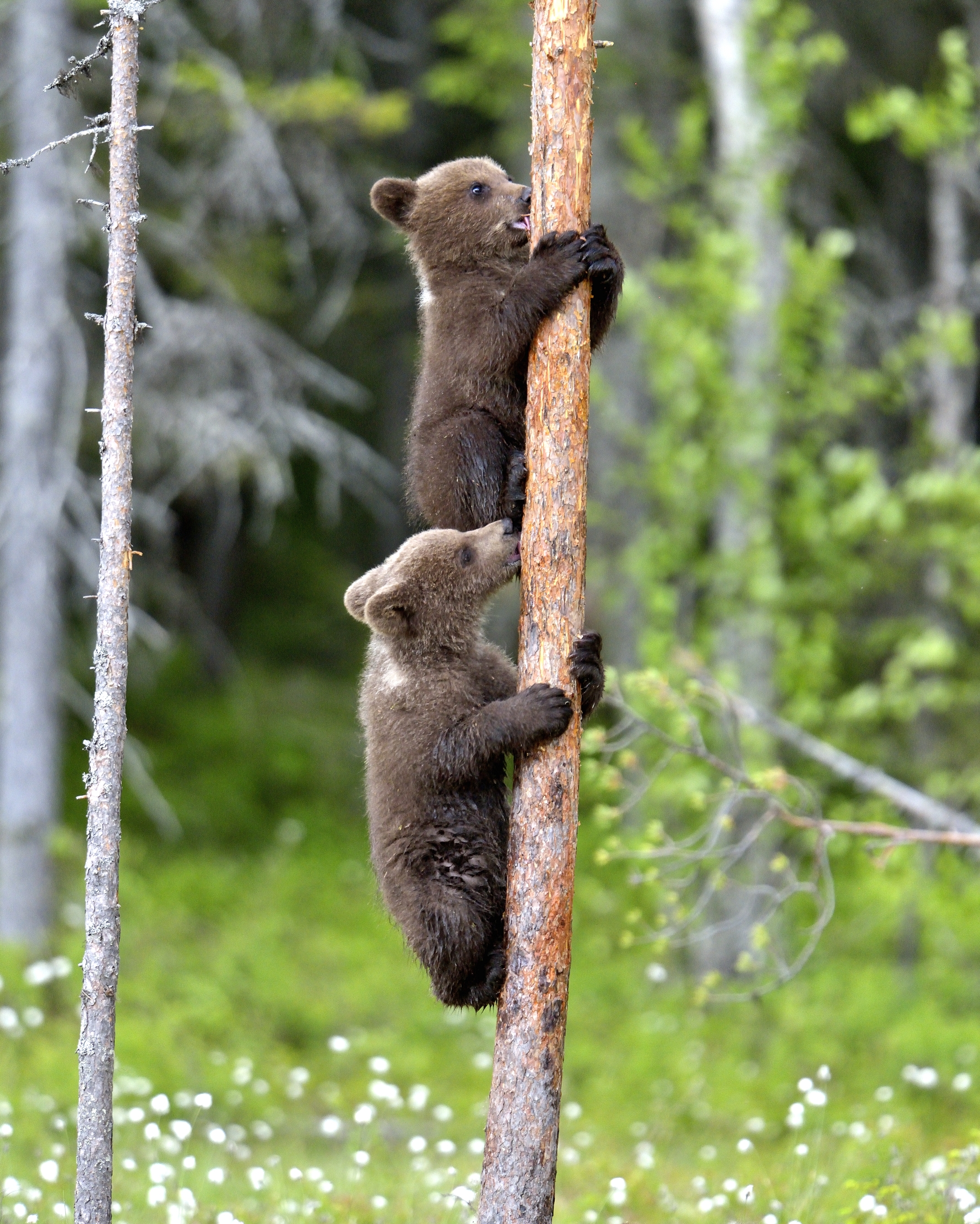 Martinselkonen - Orsacchiotti