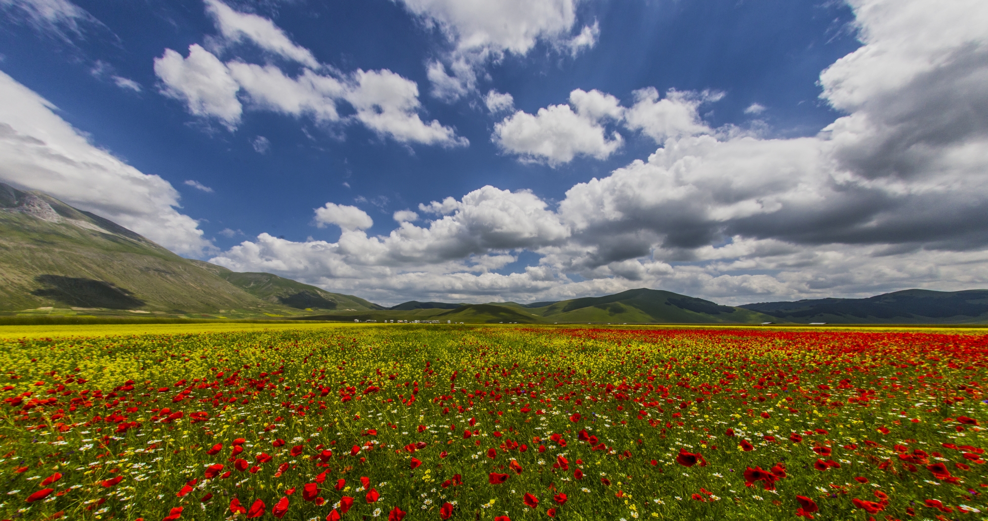 Fioritura Piano Grande - Castelluccio