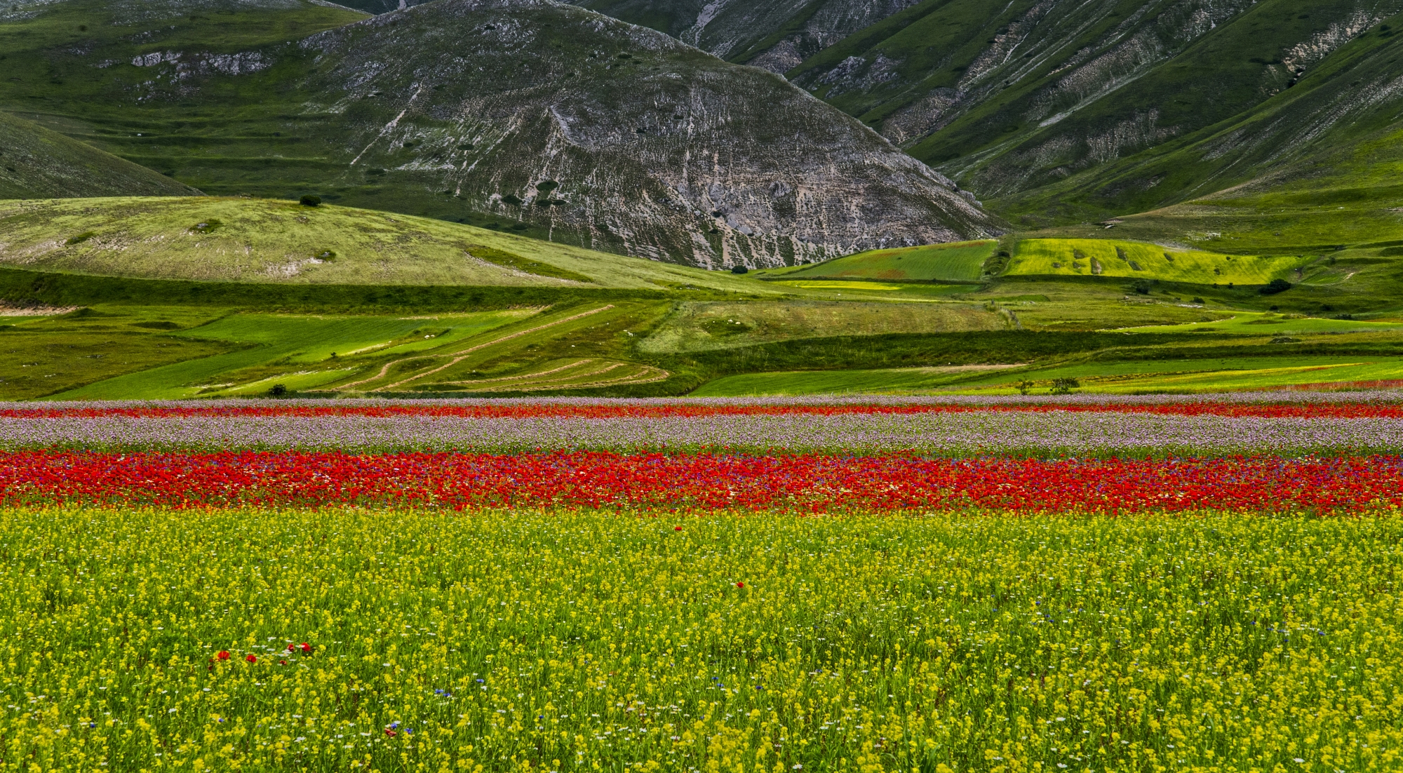Fioritura Piano grande - Castelluccio