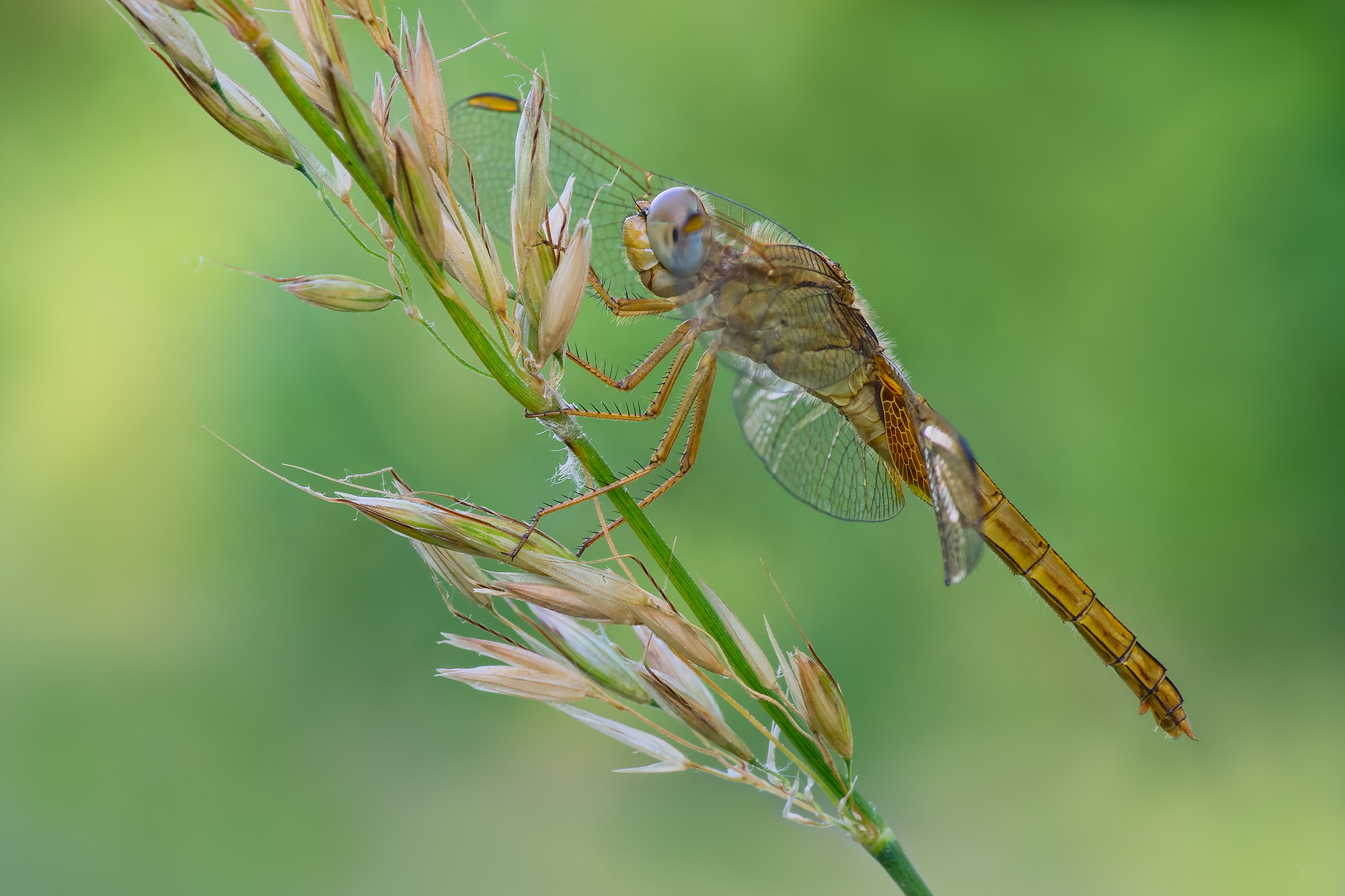 Crocothemis erythraea
