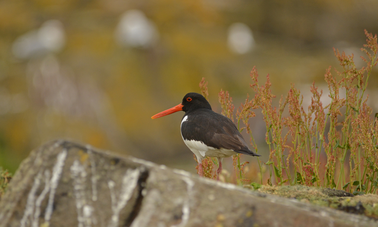 Beccaccia di Mare....