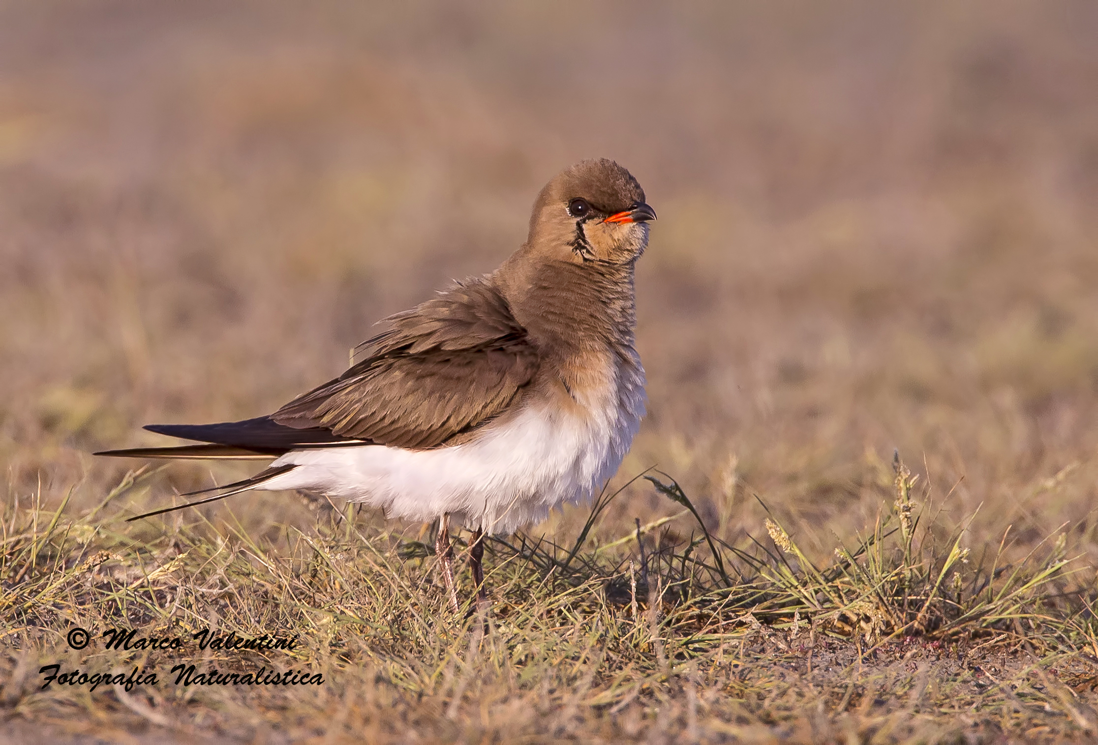 Arruffata al tramonto