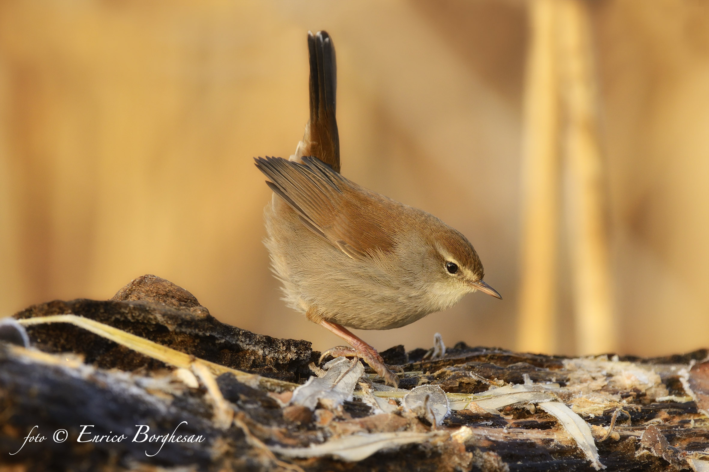 Cetti's Warbler