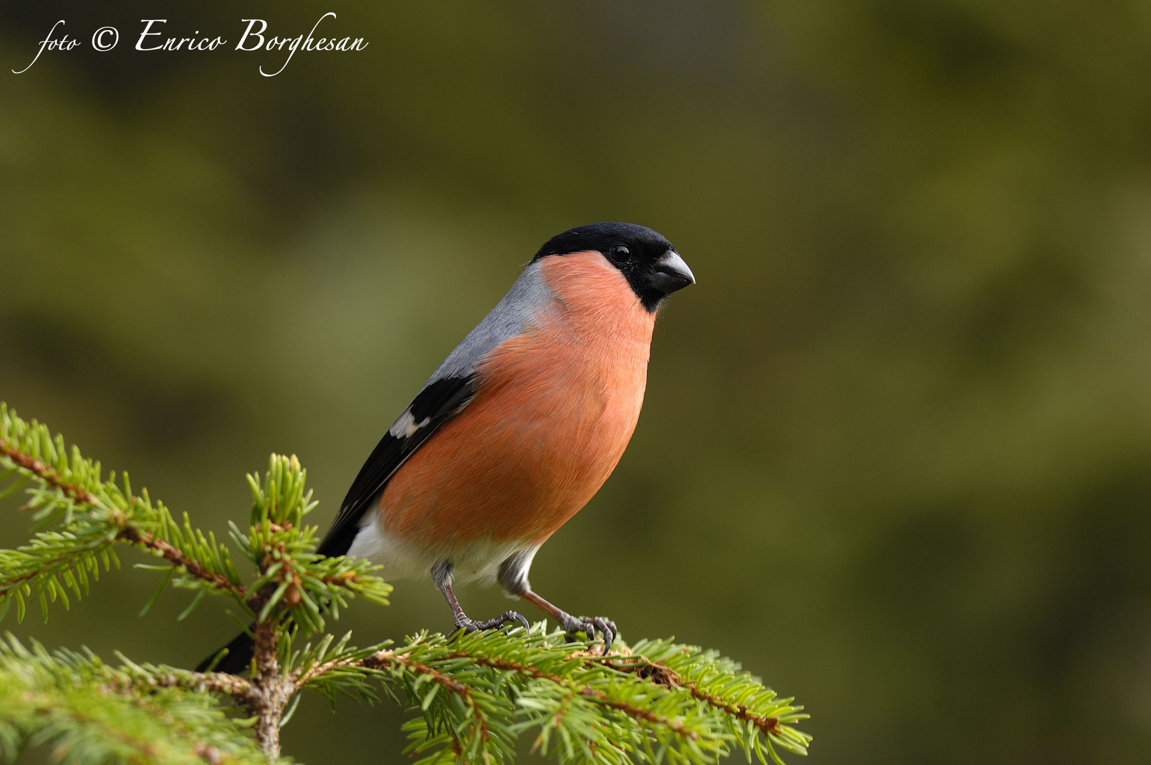 Bullfinch
