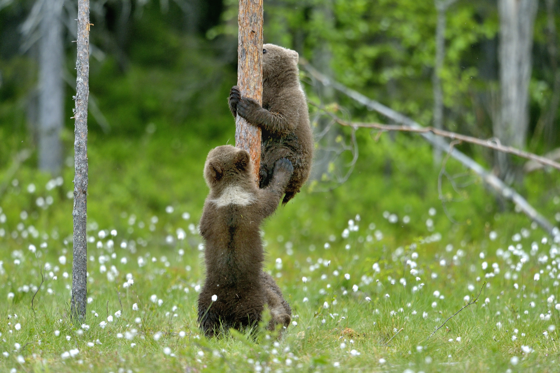 Martinselkonen - Dai che ti reggo!!