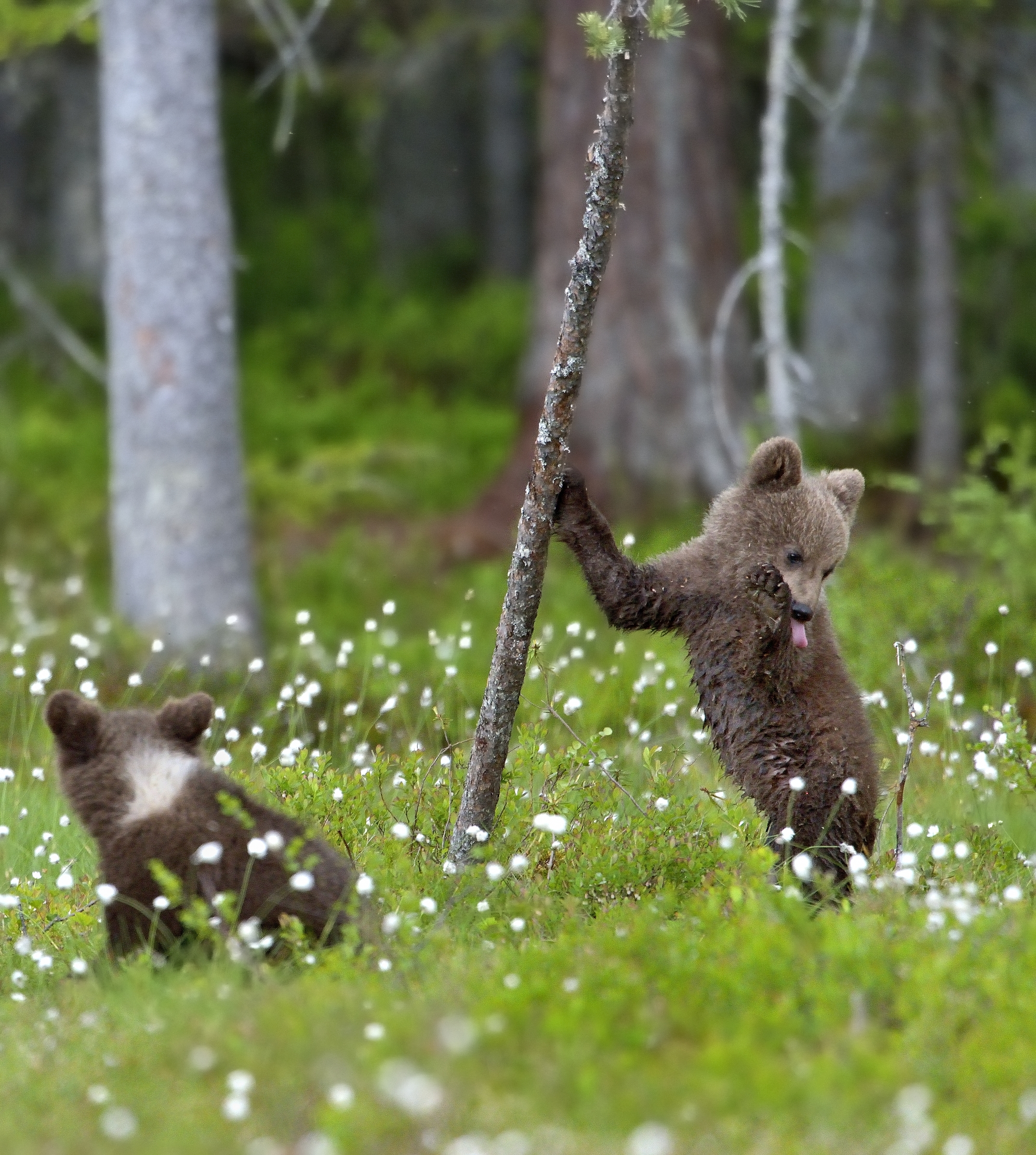 Martinselkonen - Reggo l'albero!!