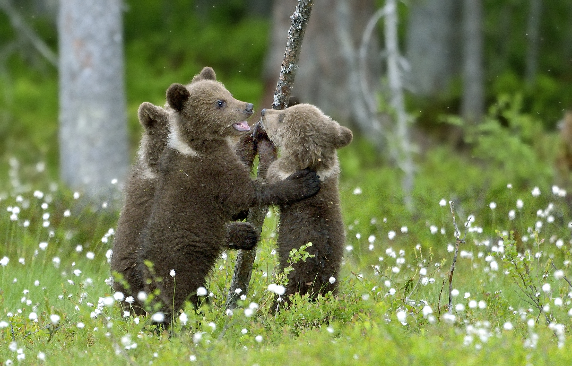 Martinselkonen - Orsacchiotti