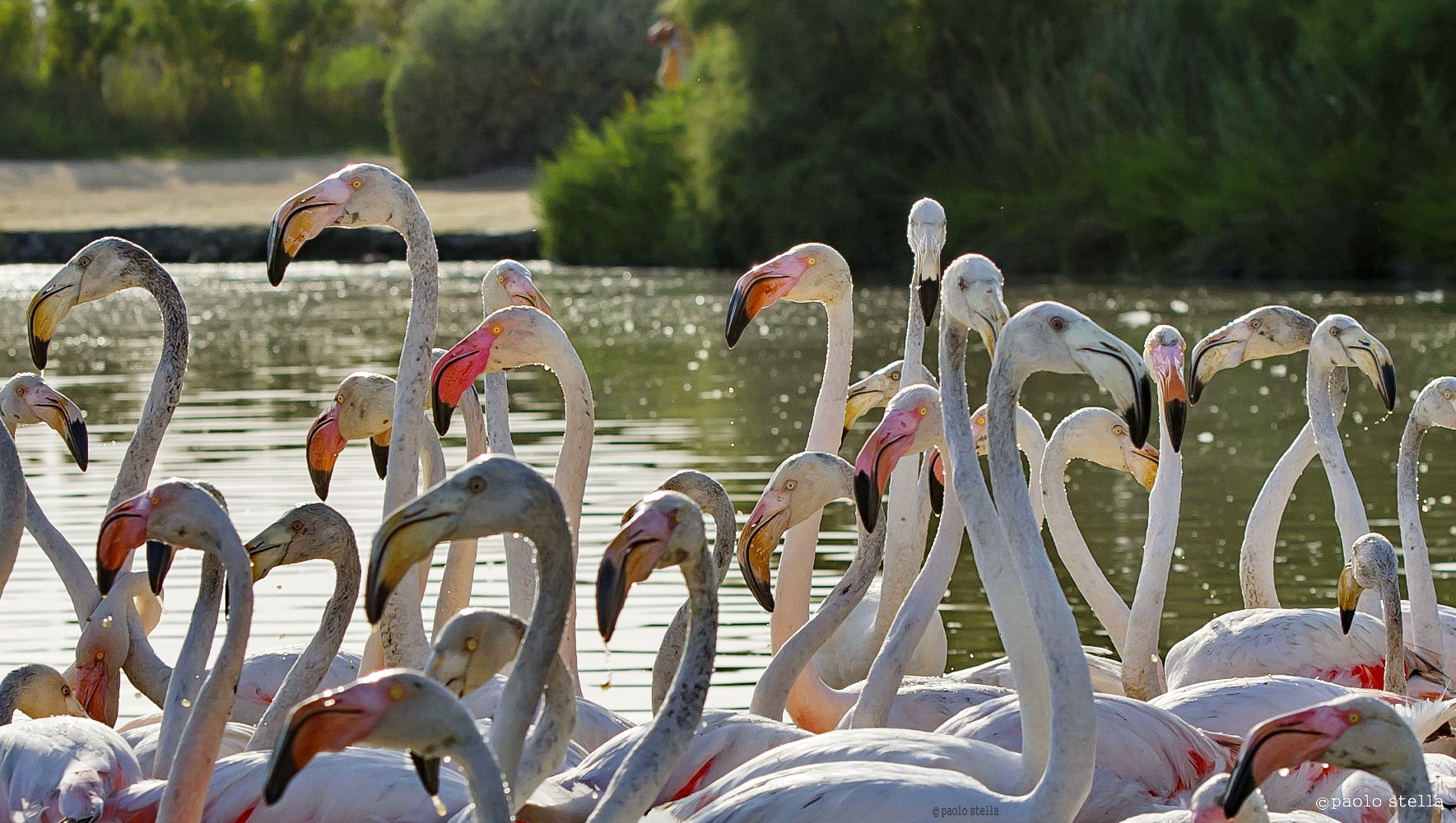 beaks - pink flamingos