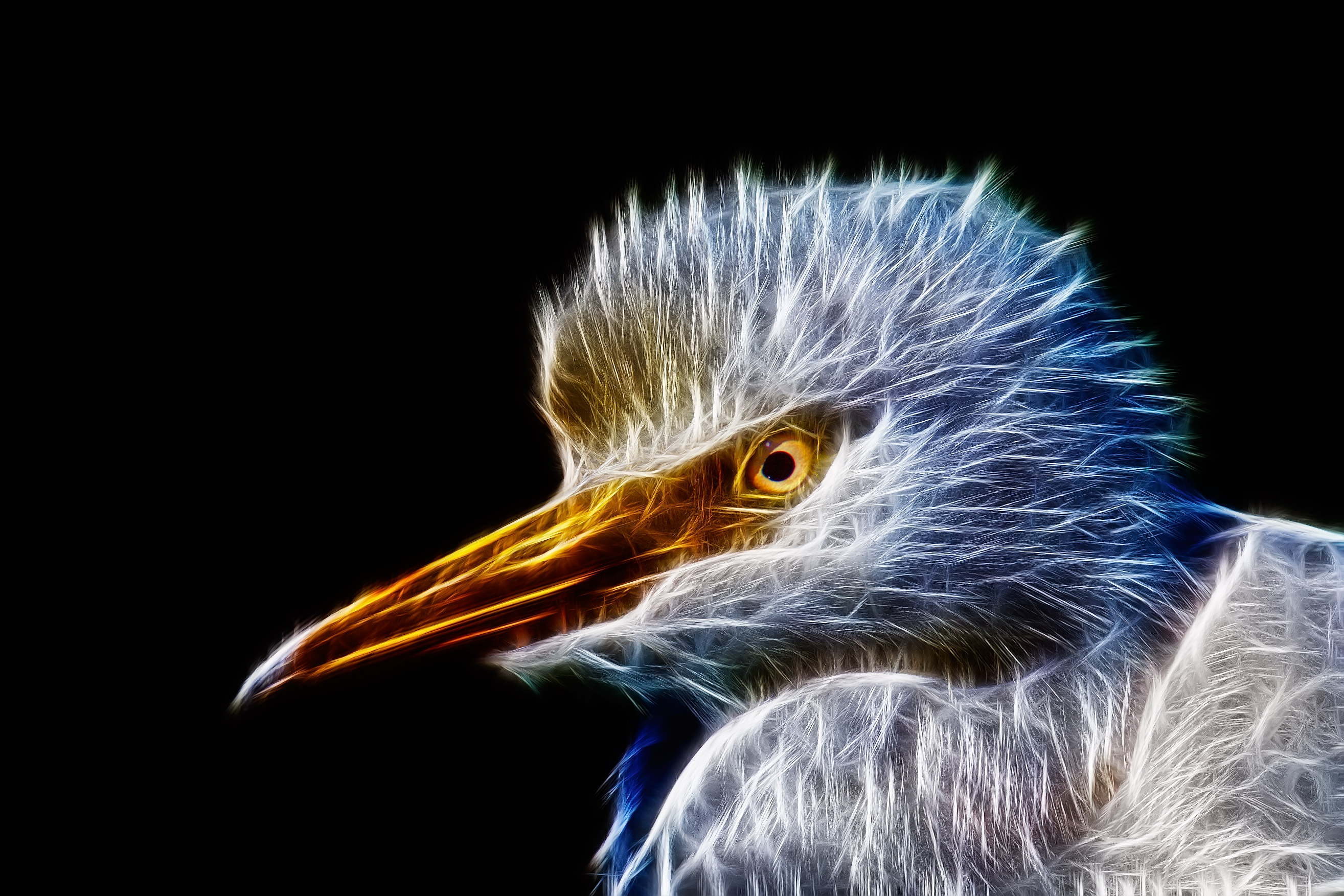 Cattle Egret (different)