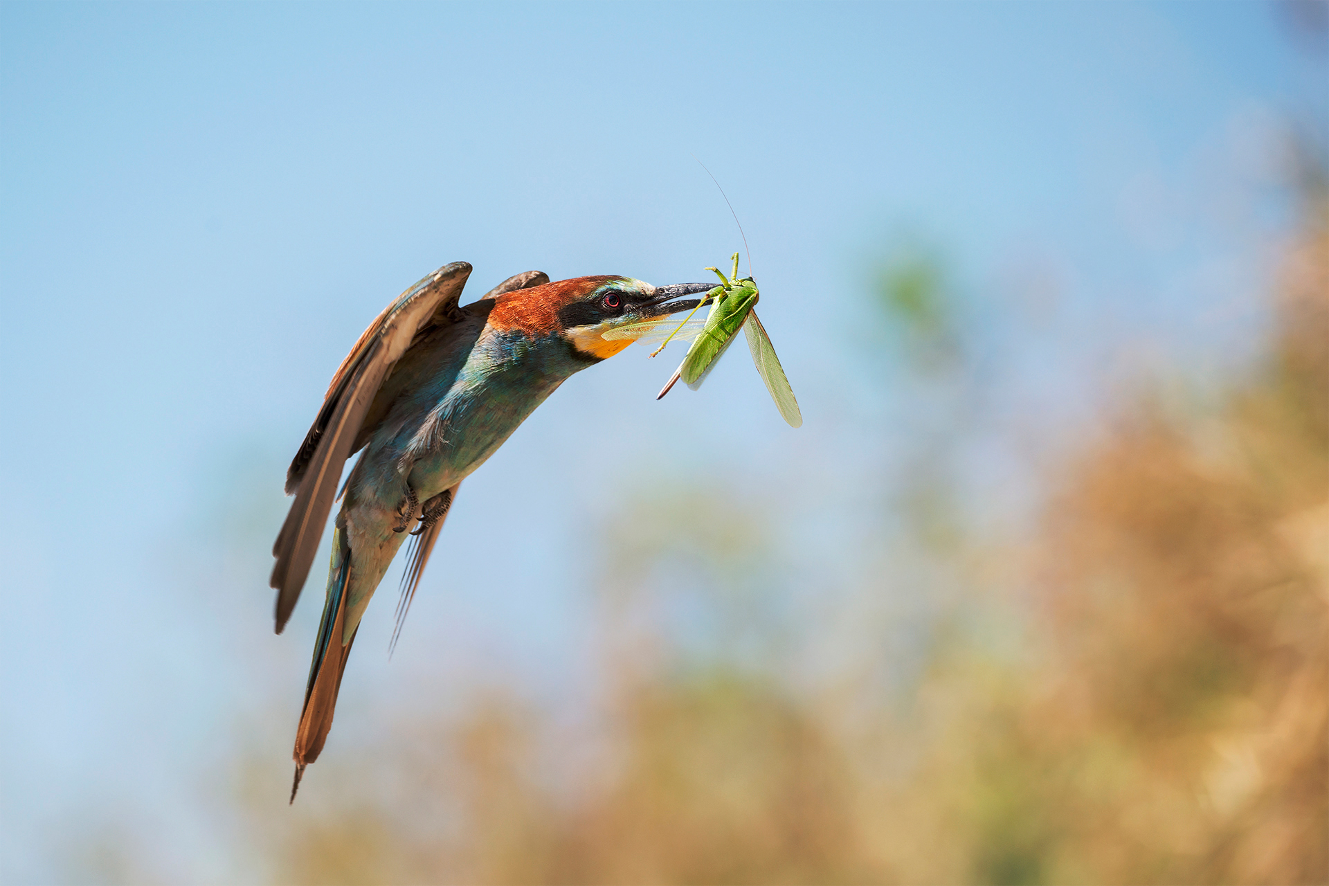 Bee-Eater