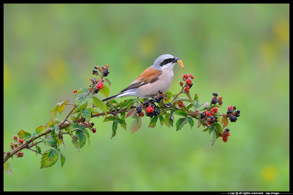 shrike