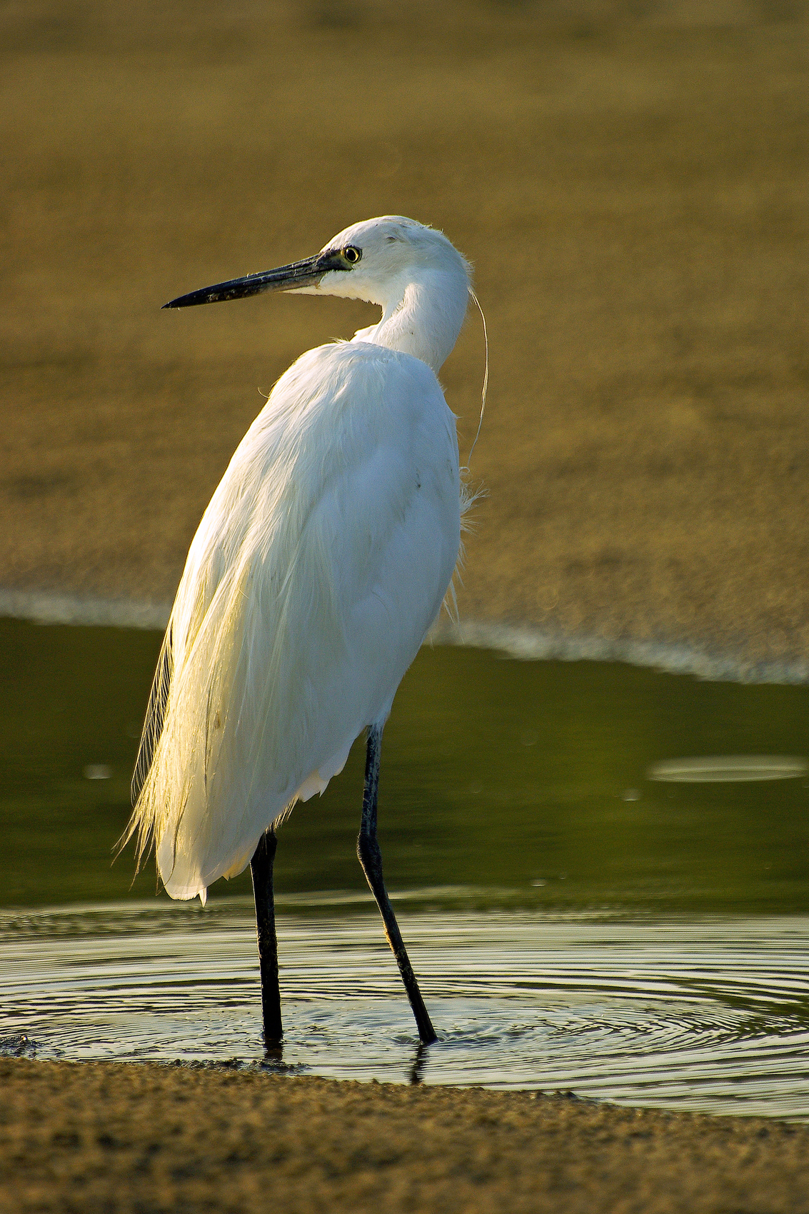 Egret at sunset