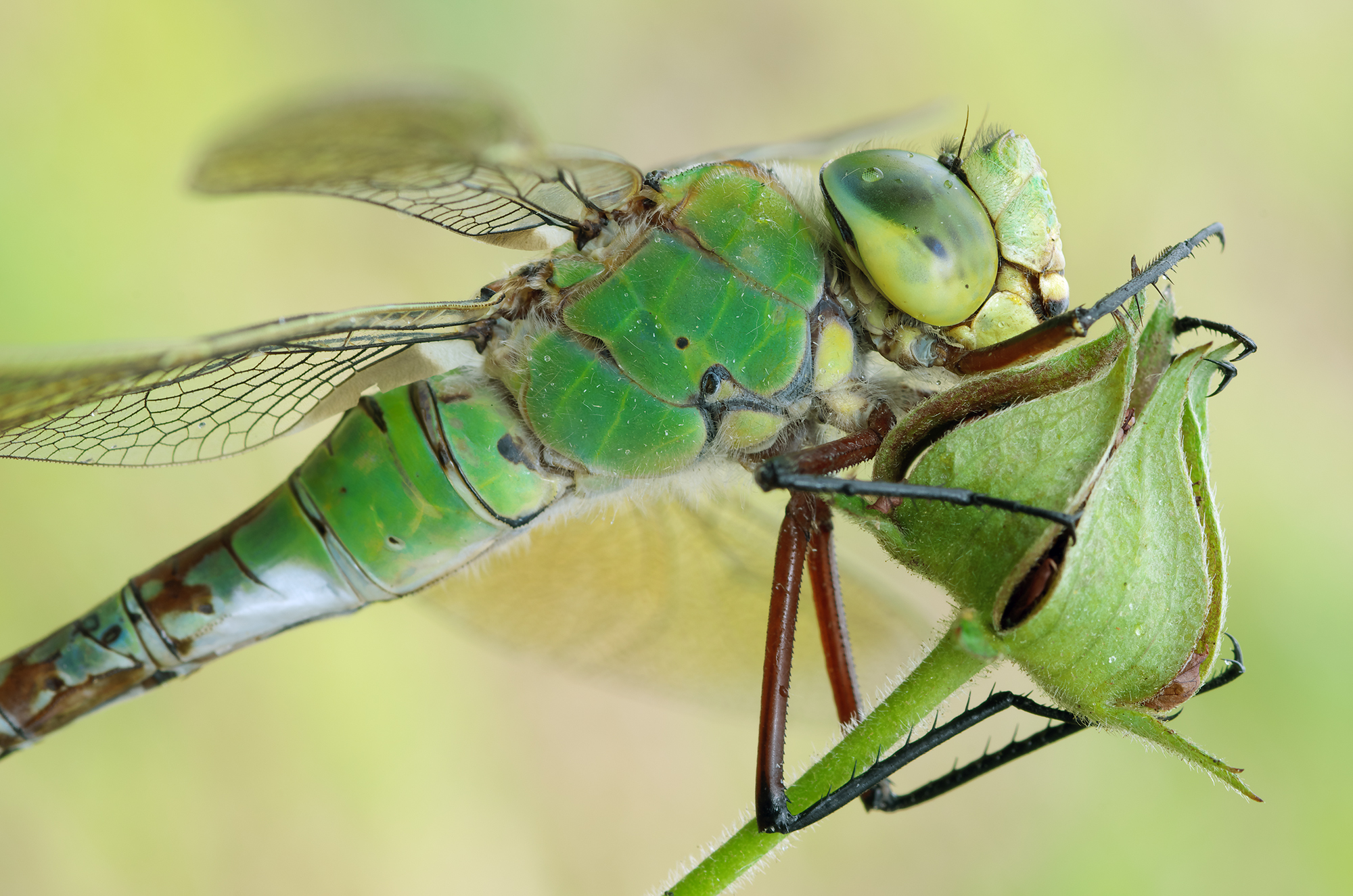 Anax Imperator
