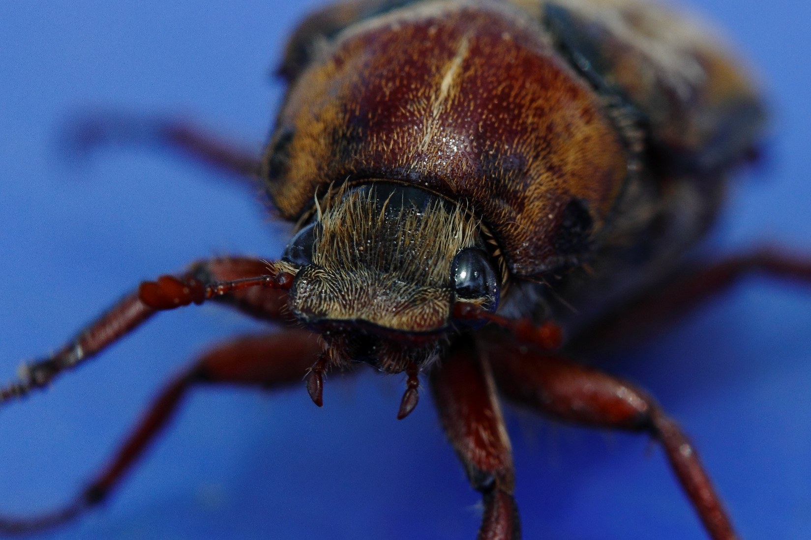 the pine beetle