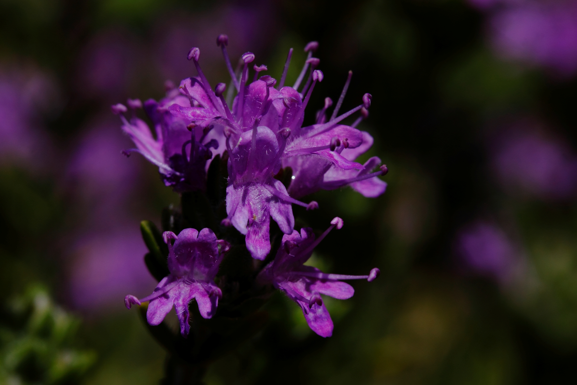 Mediterranean flowers
