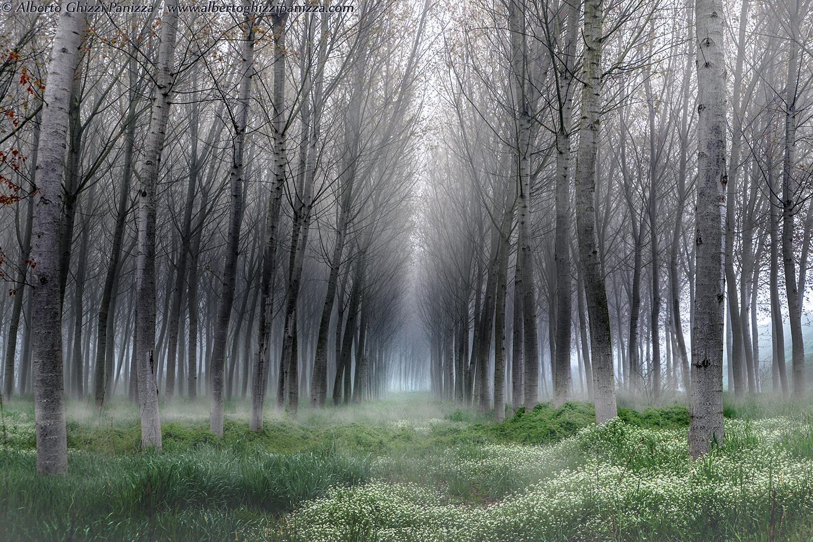 Mists in the poplar grove