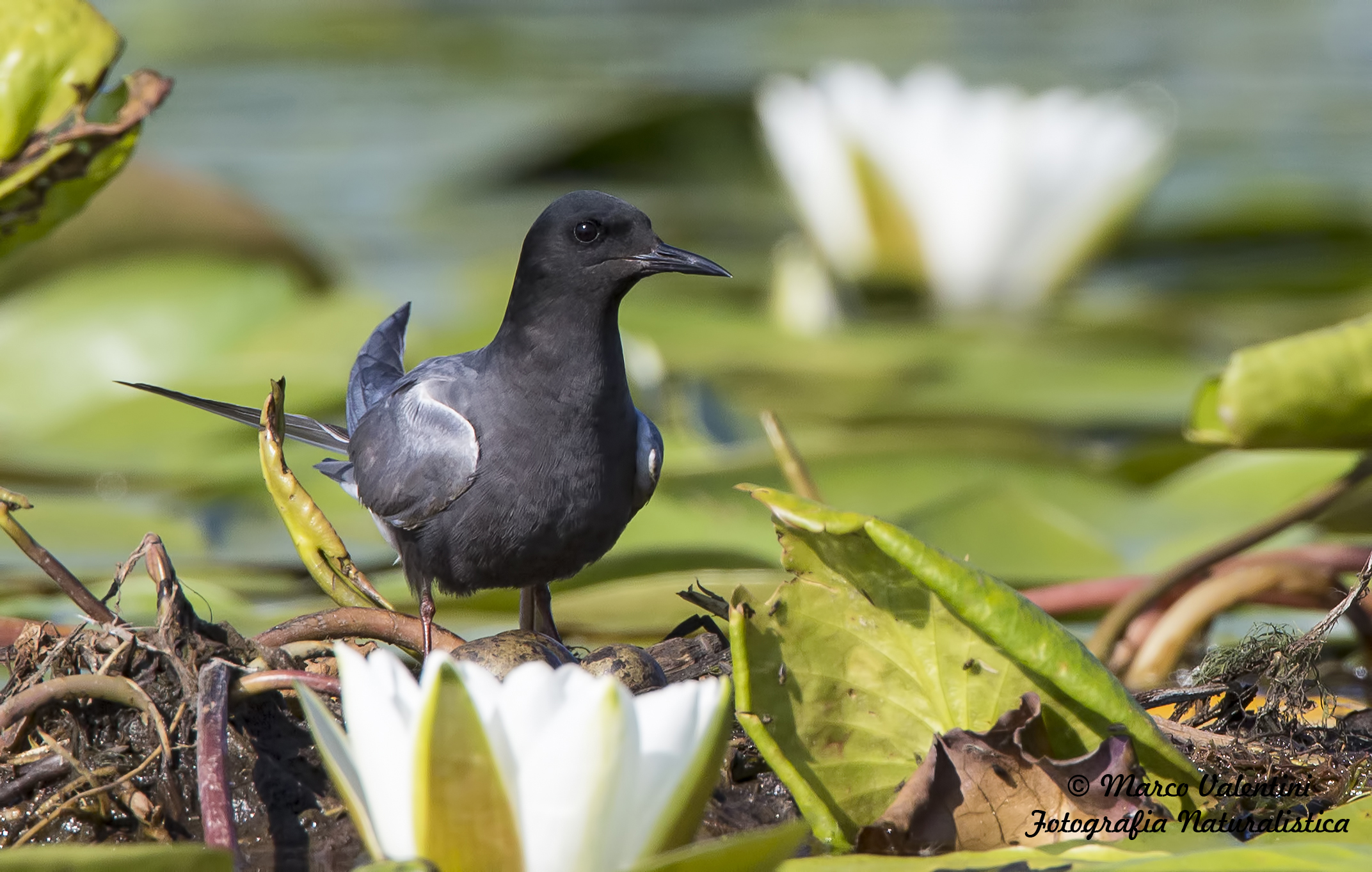 A guardia delle uova