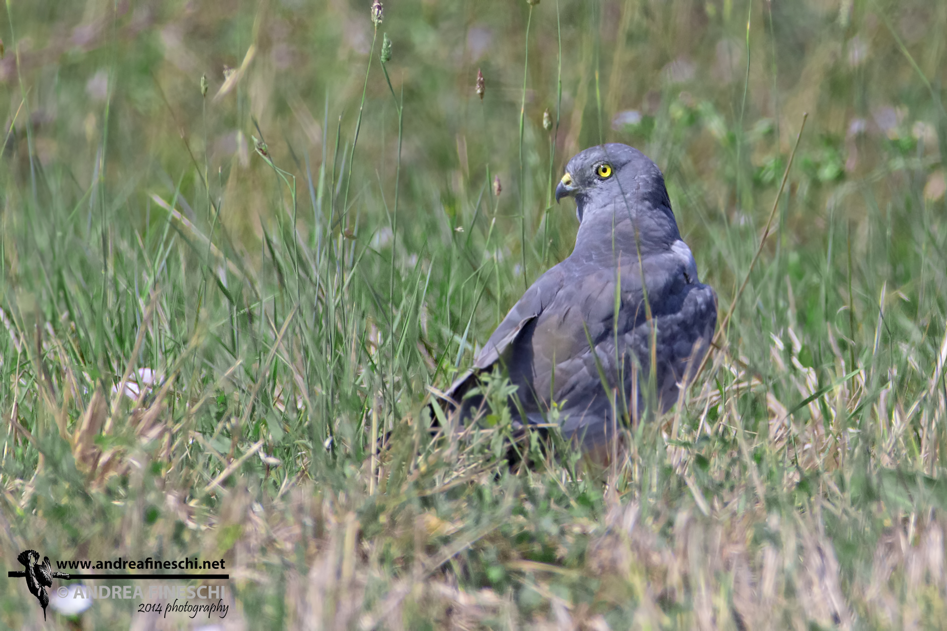 Male harrier