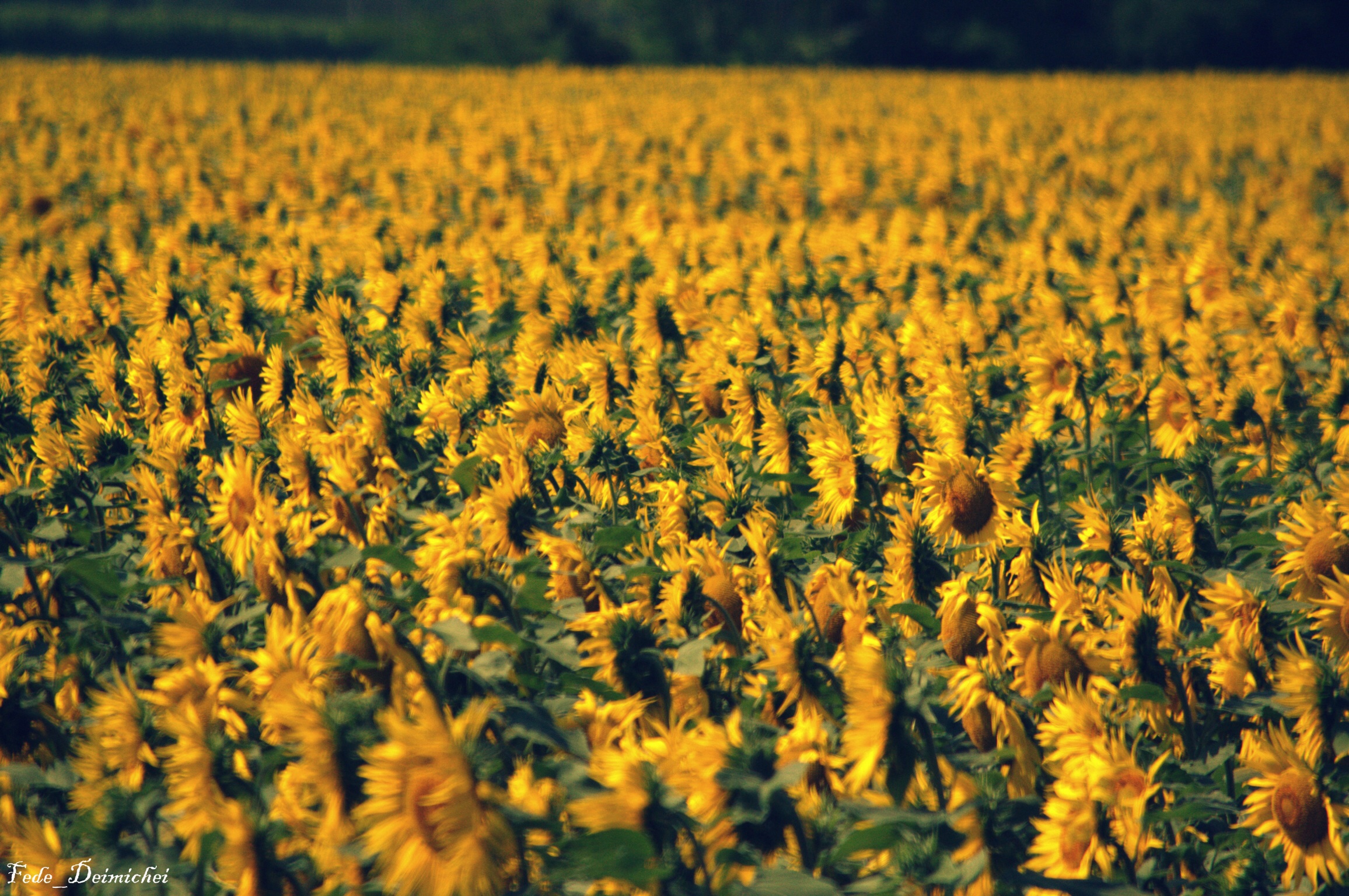 Field of sunflowers