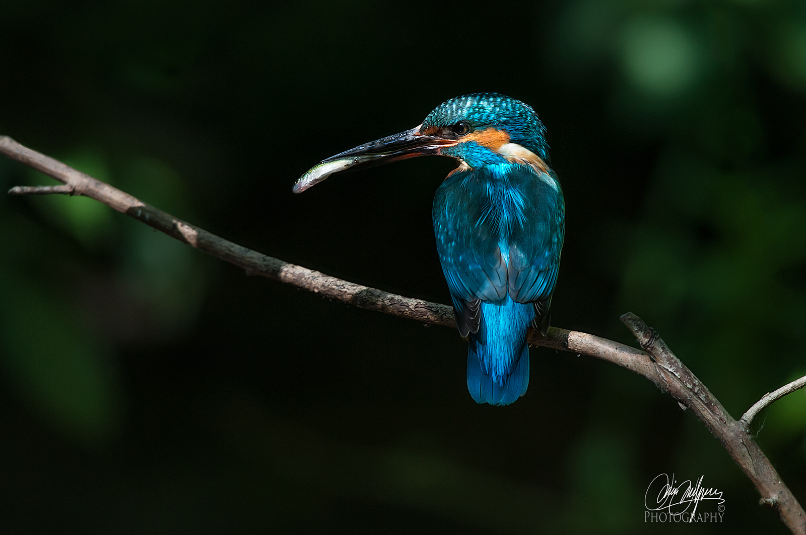 Kingfisher