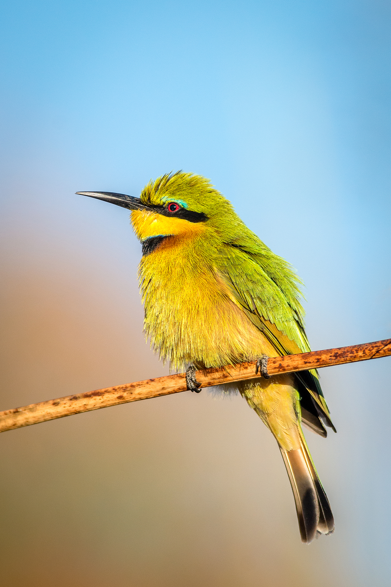 Gruccione Pettocannella Minore (Merops Pusillus)