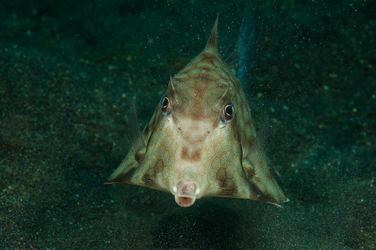 Lactoria pentacantha