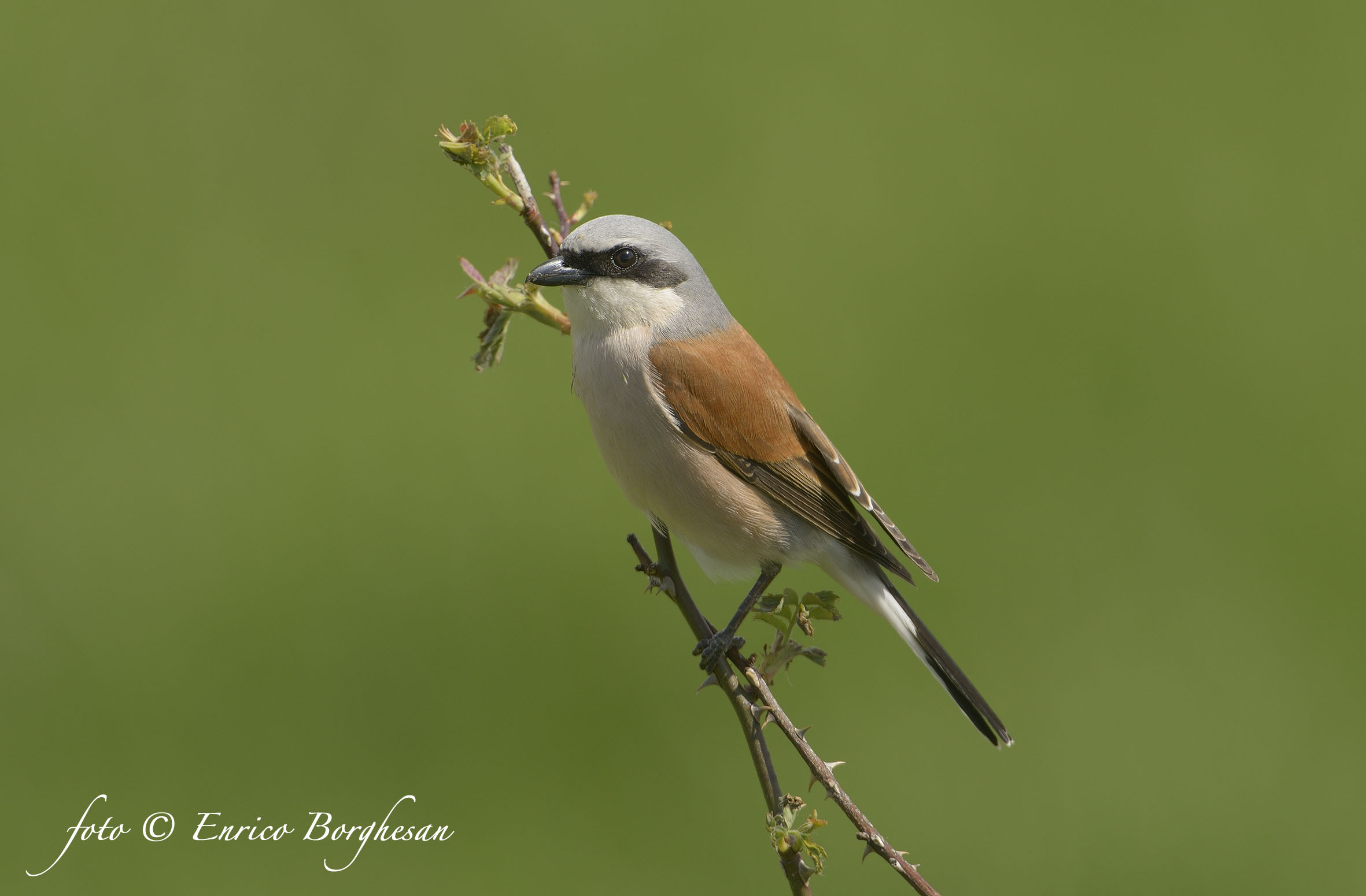 Shrike
