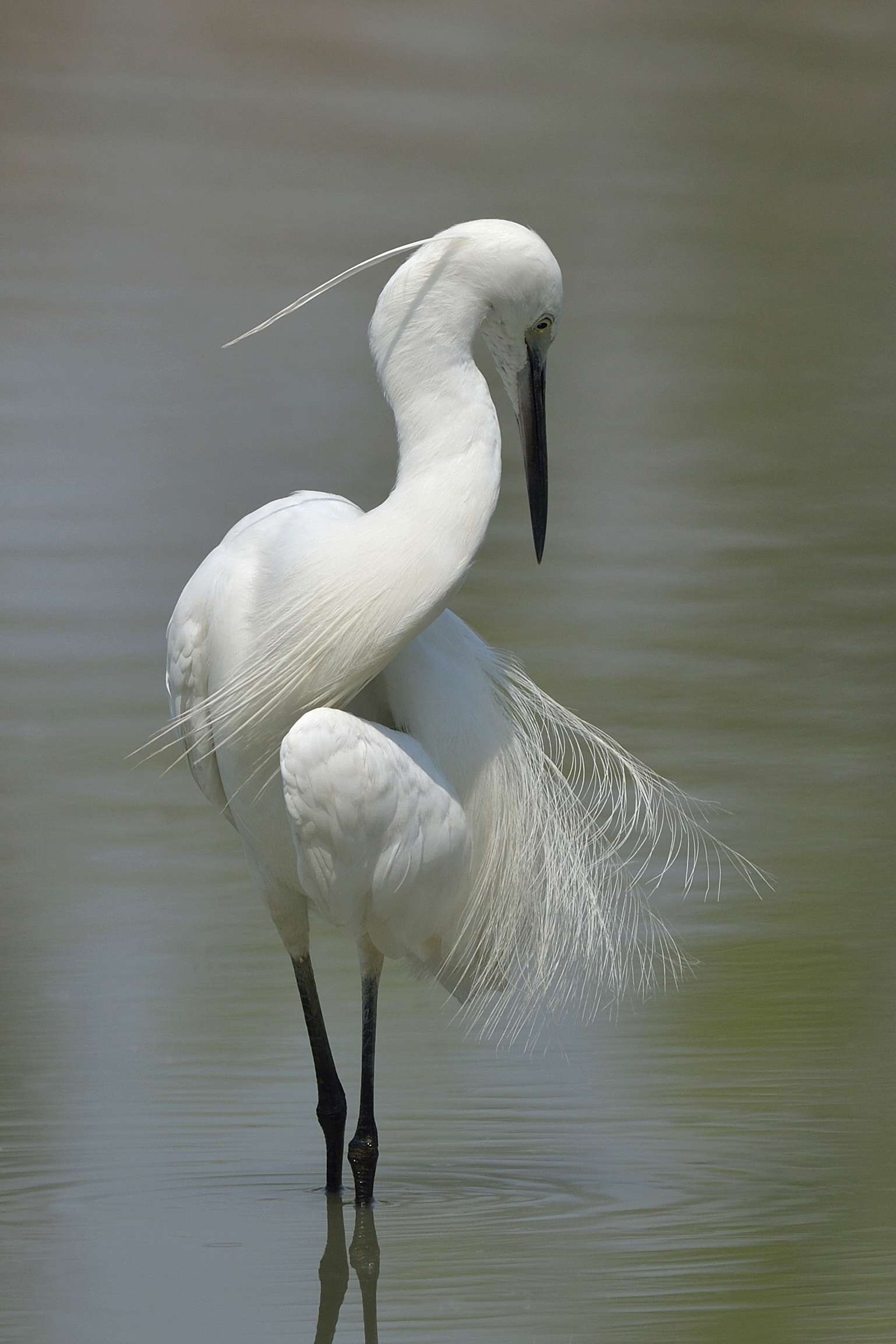 Egret