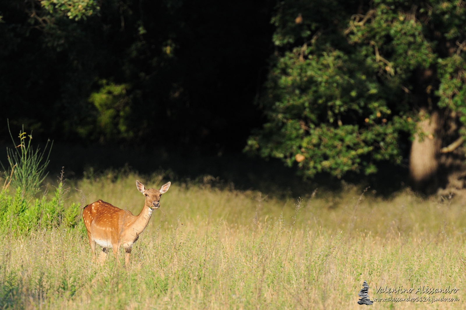daino alle prime luci