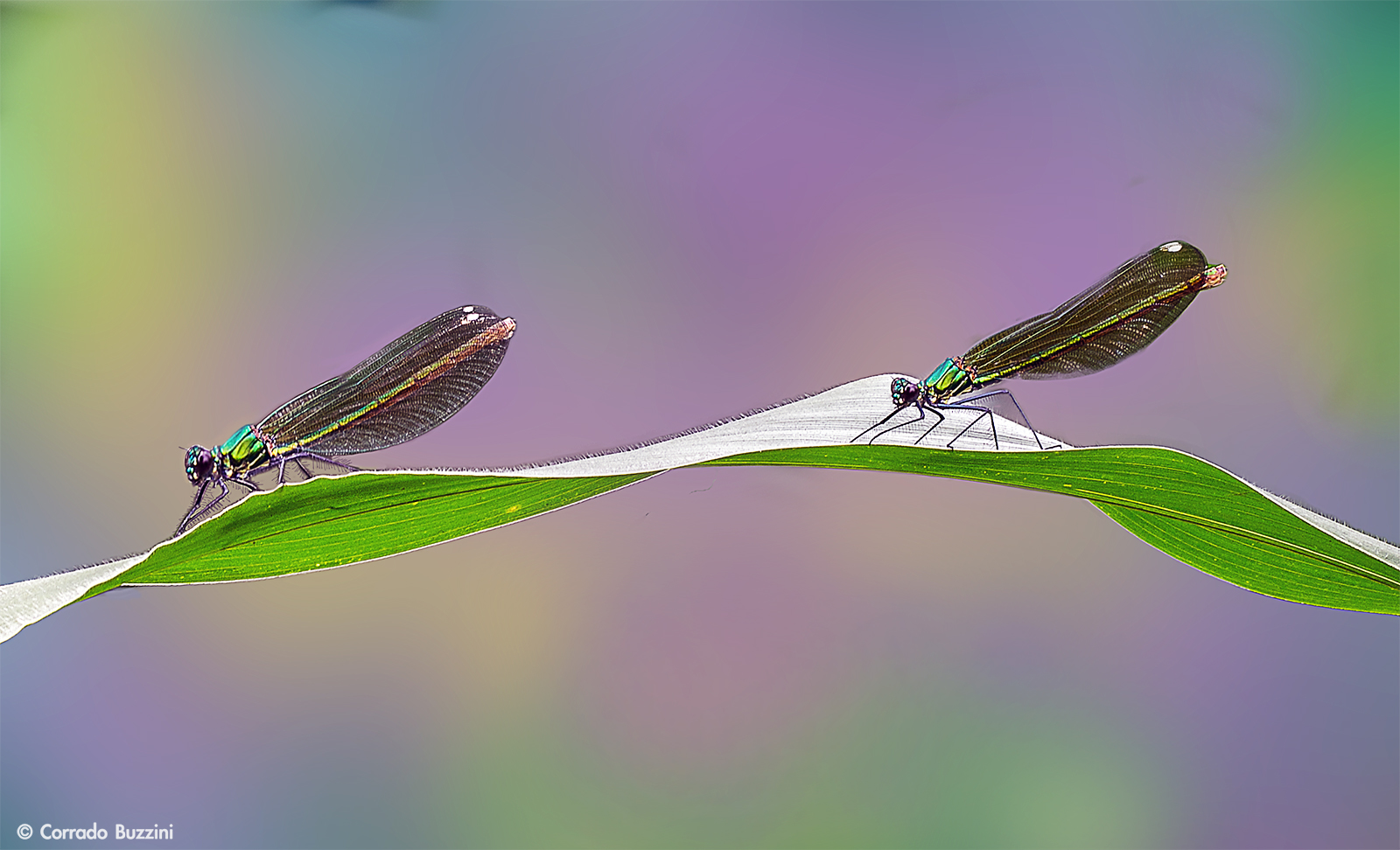 dragonflies in pairs