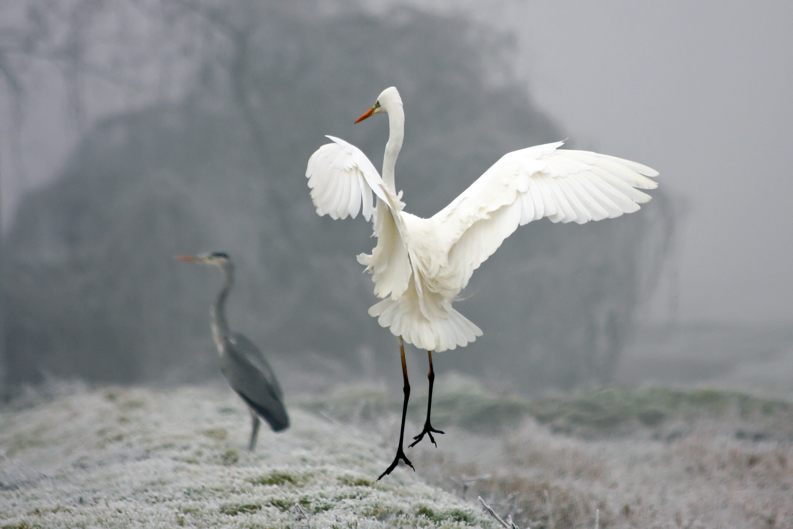 Airone Bianco Maggiore