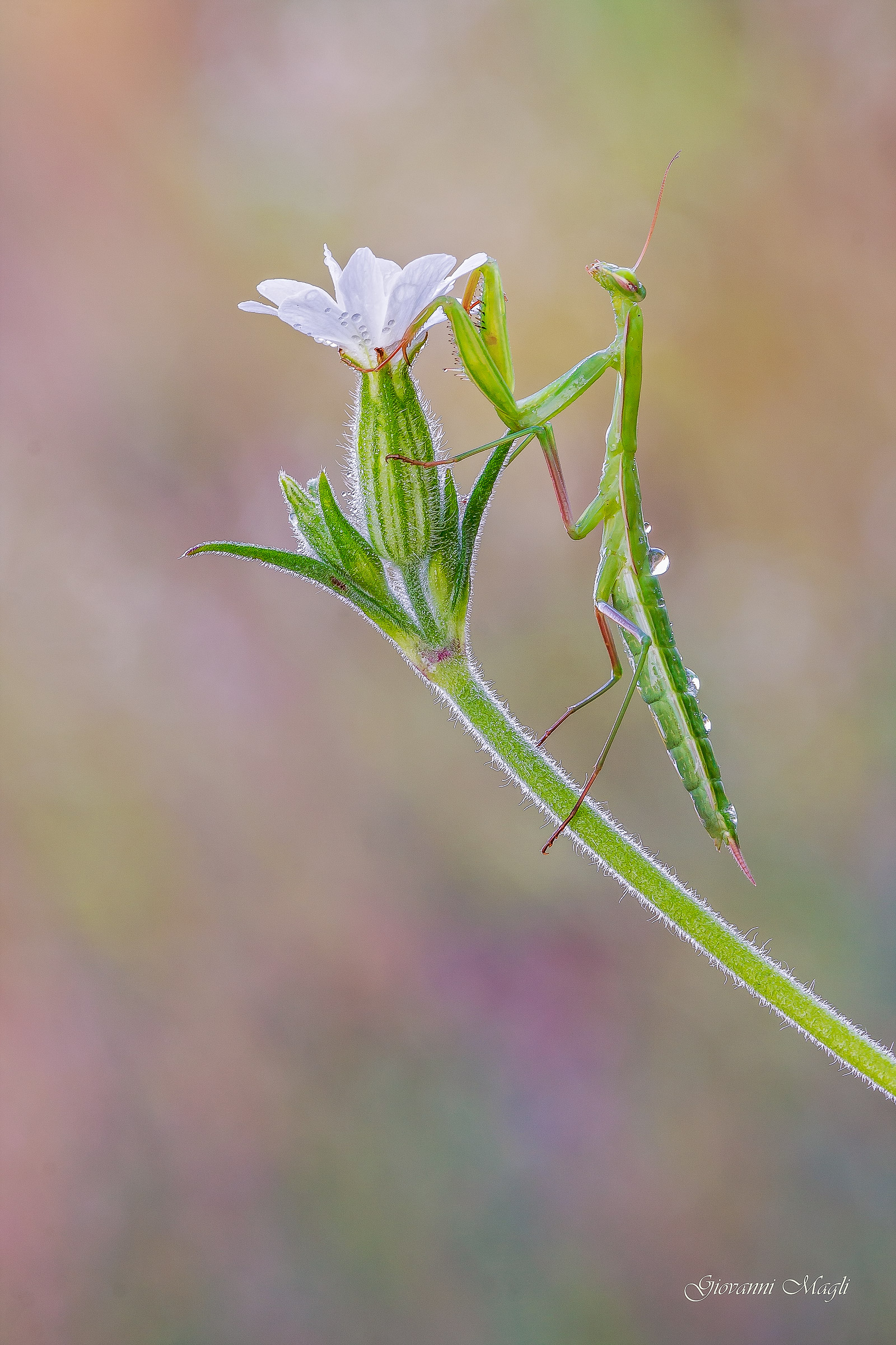 Mantis religiosa