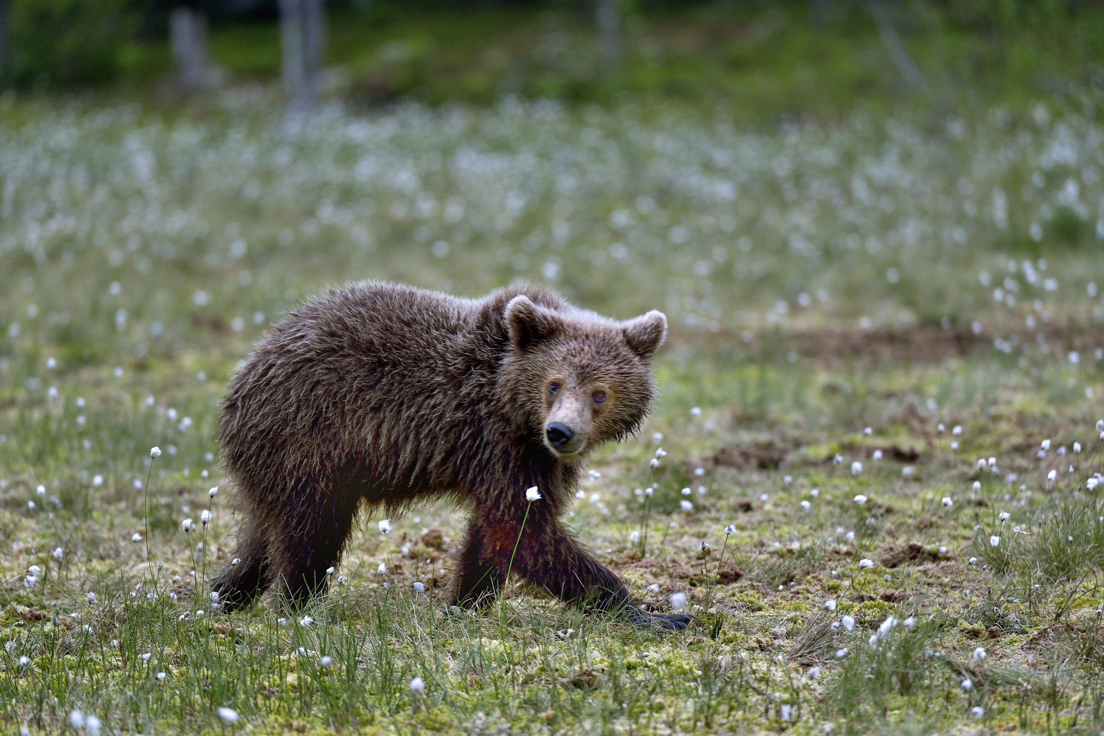 Martinselkonen - orso bruno
