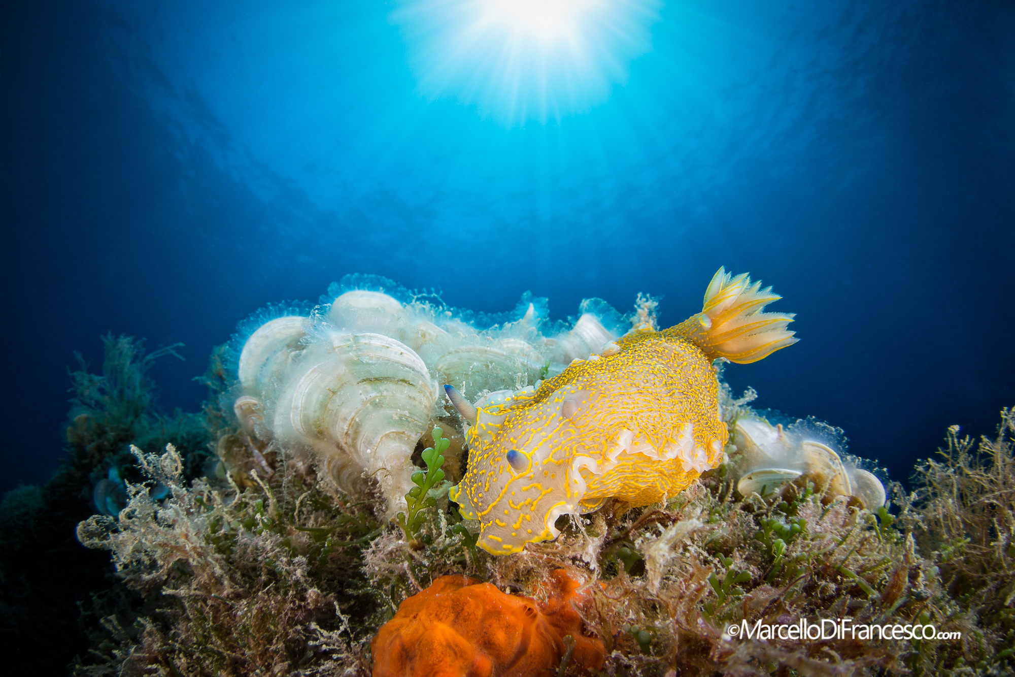 Mediterranean colors