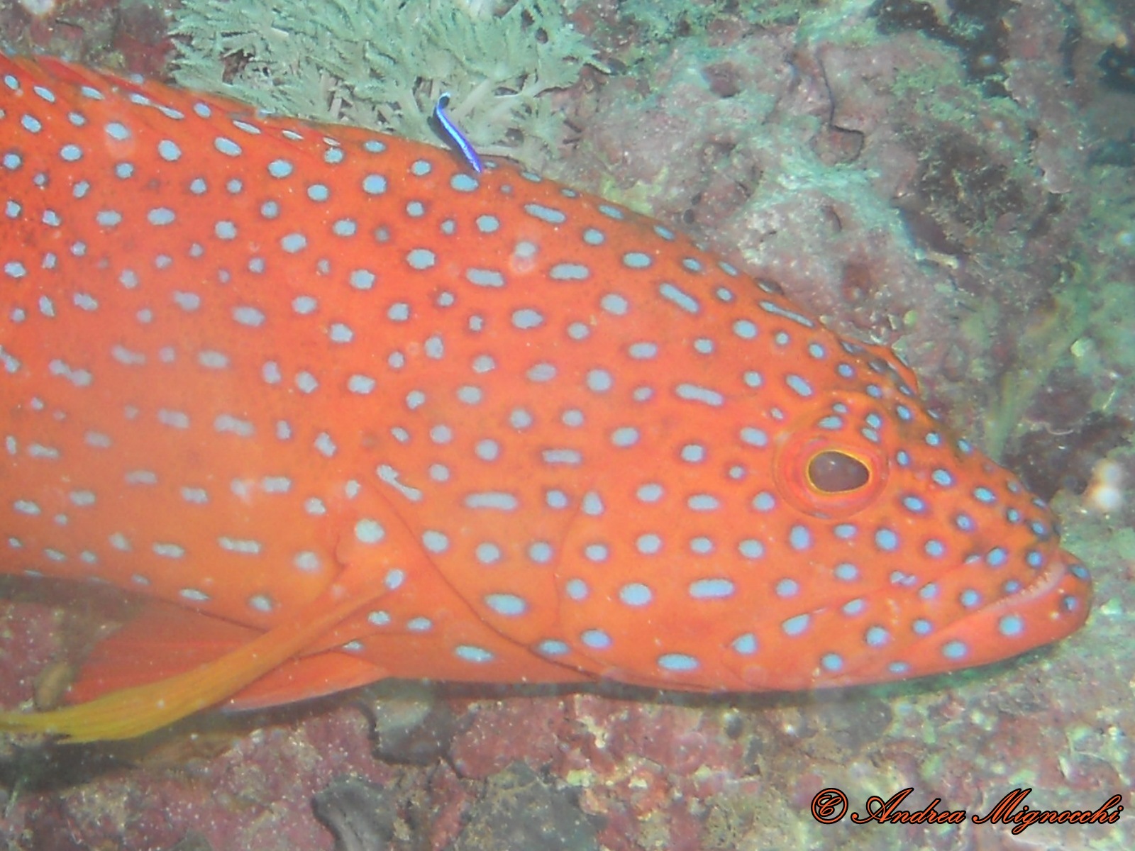 Grouper