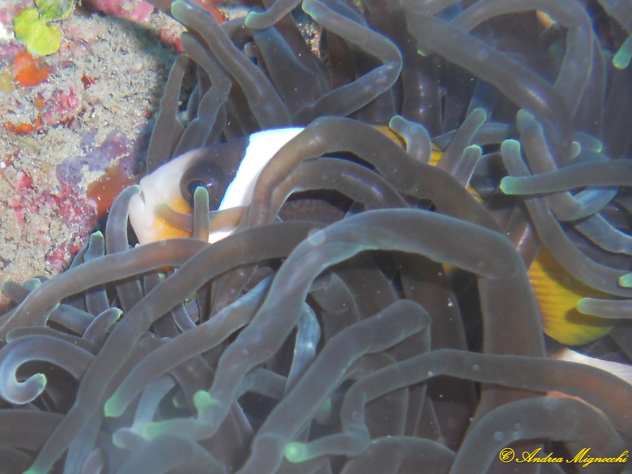 Pagliaccio gioca a nascondino