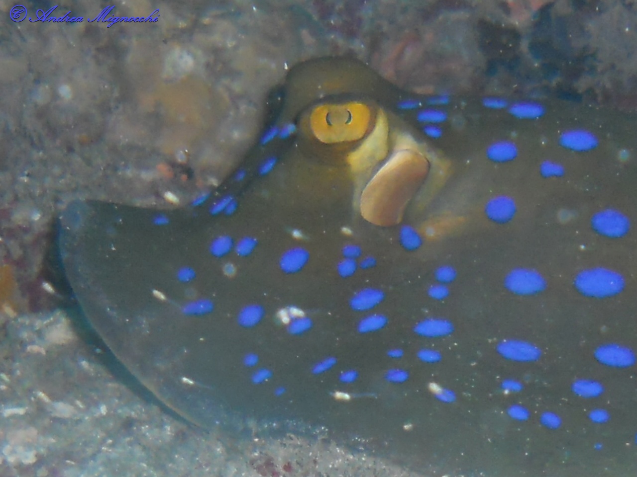Detail of blue spotted ray