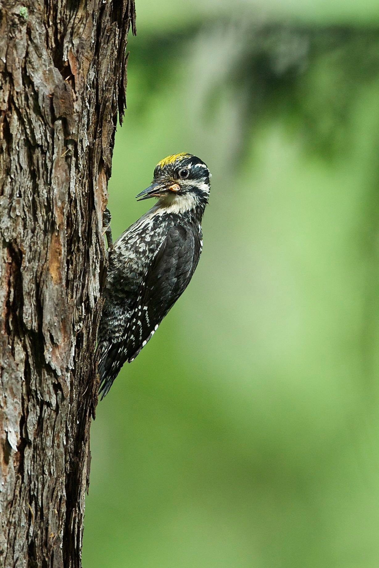 Ciao sono il tre dita