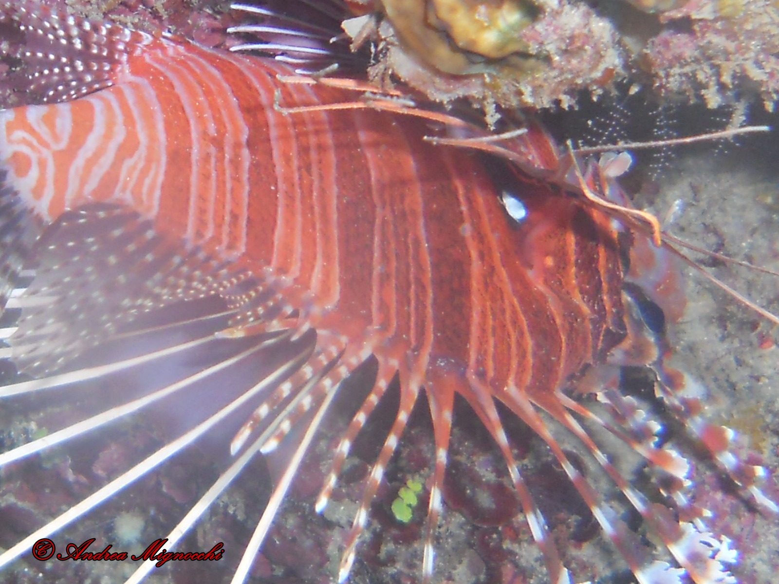 Pesce leone rosso (Pterois volitans) dormiente