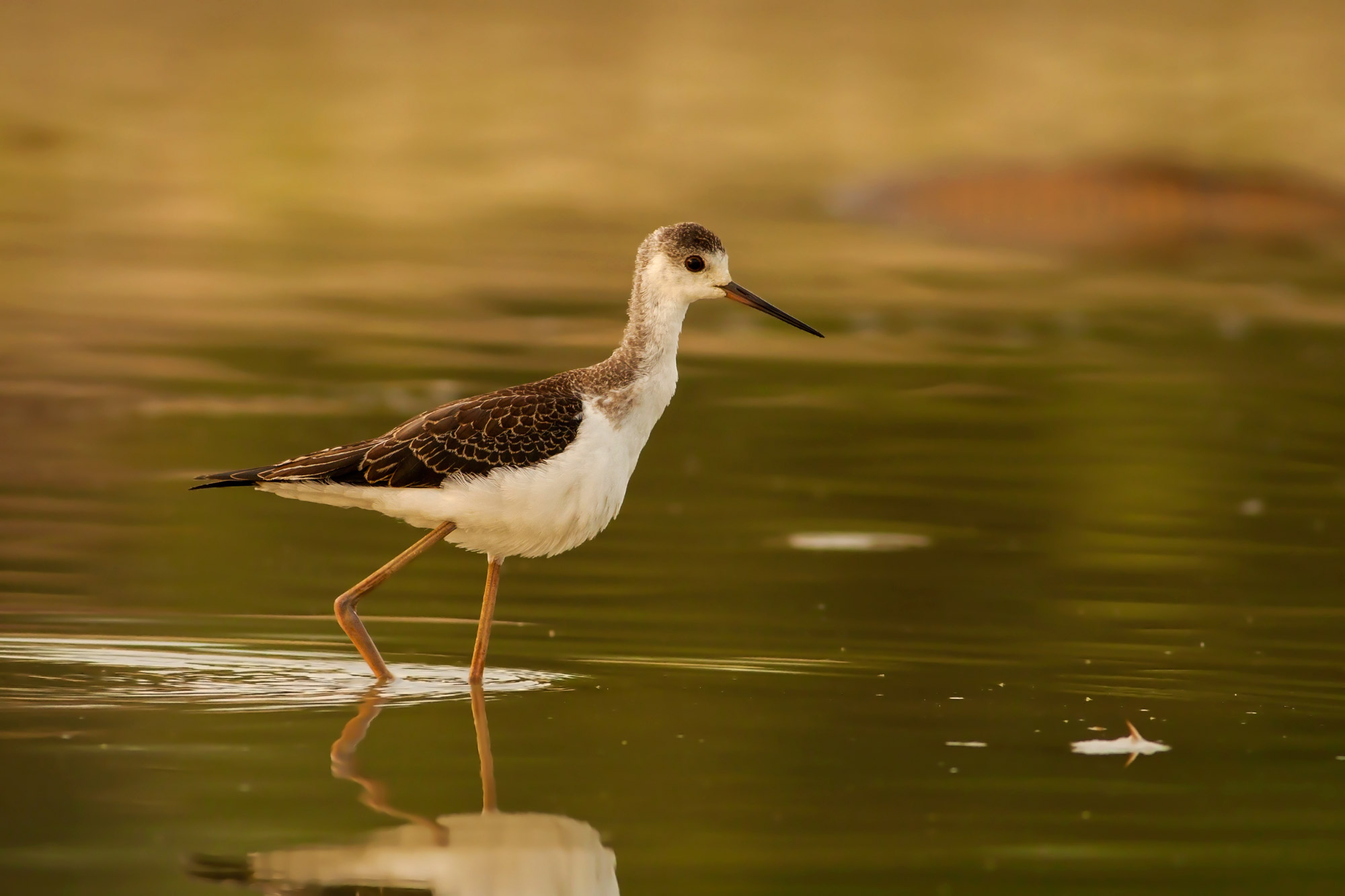 Il giovanotto della lanca