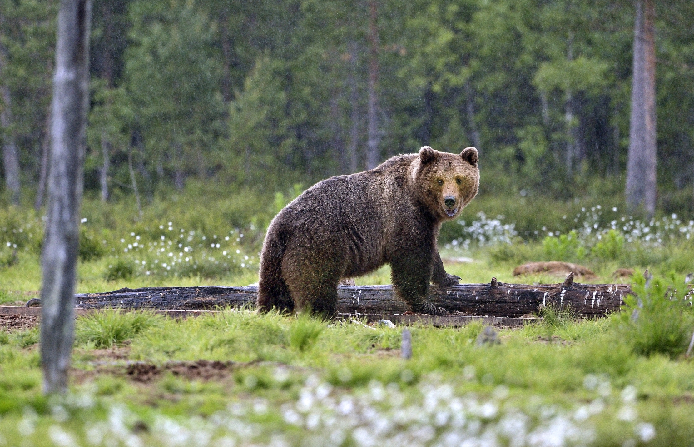 Boreal - Orso Bruno sotto la pioggia