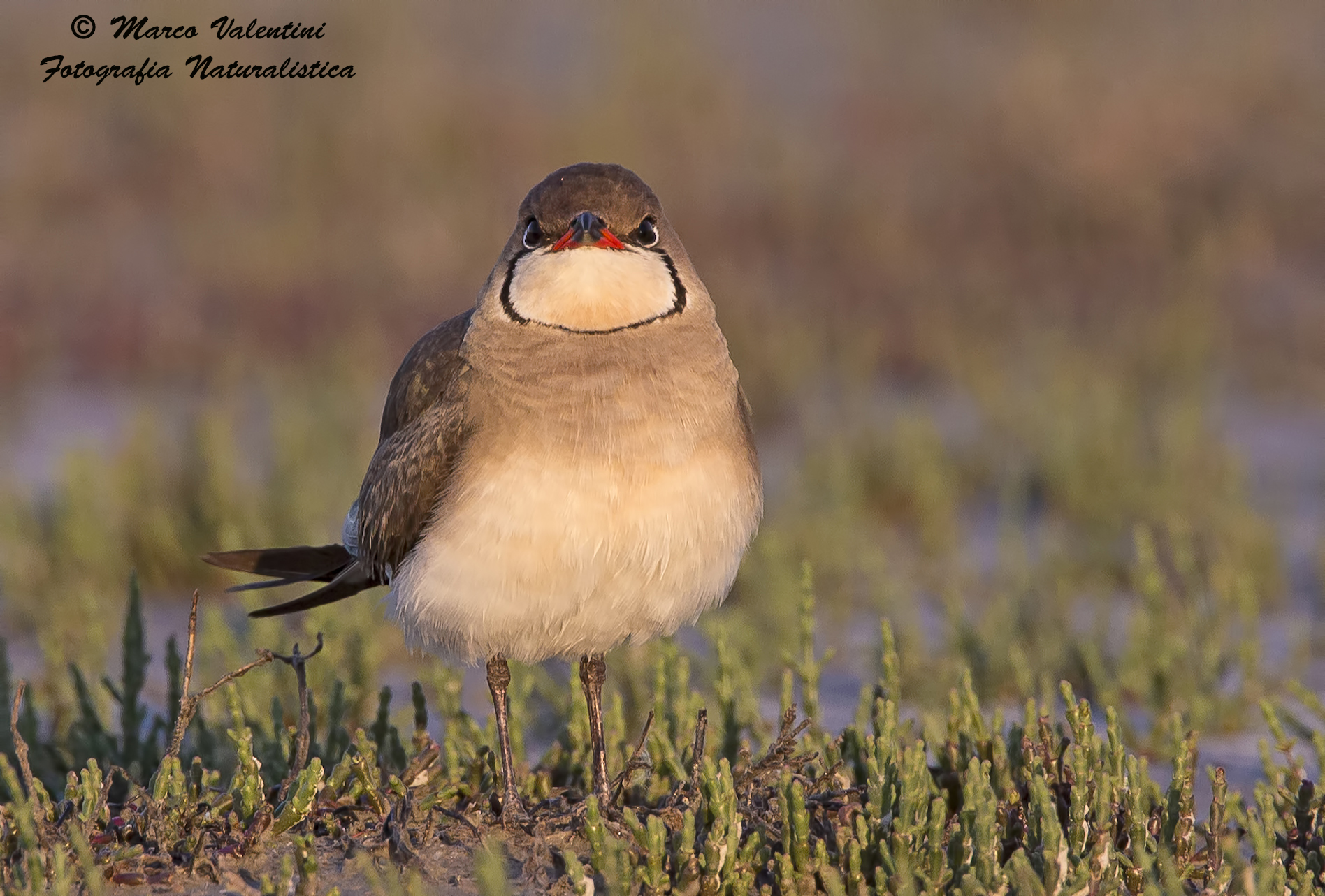 Partridge sea at sunset