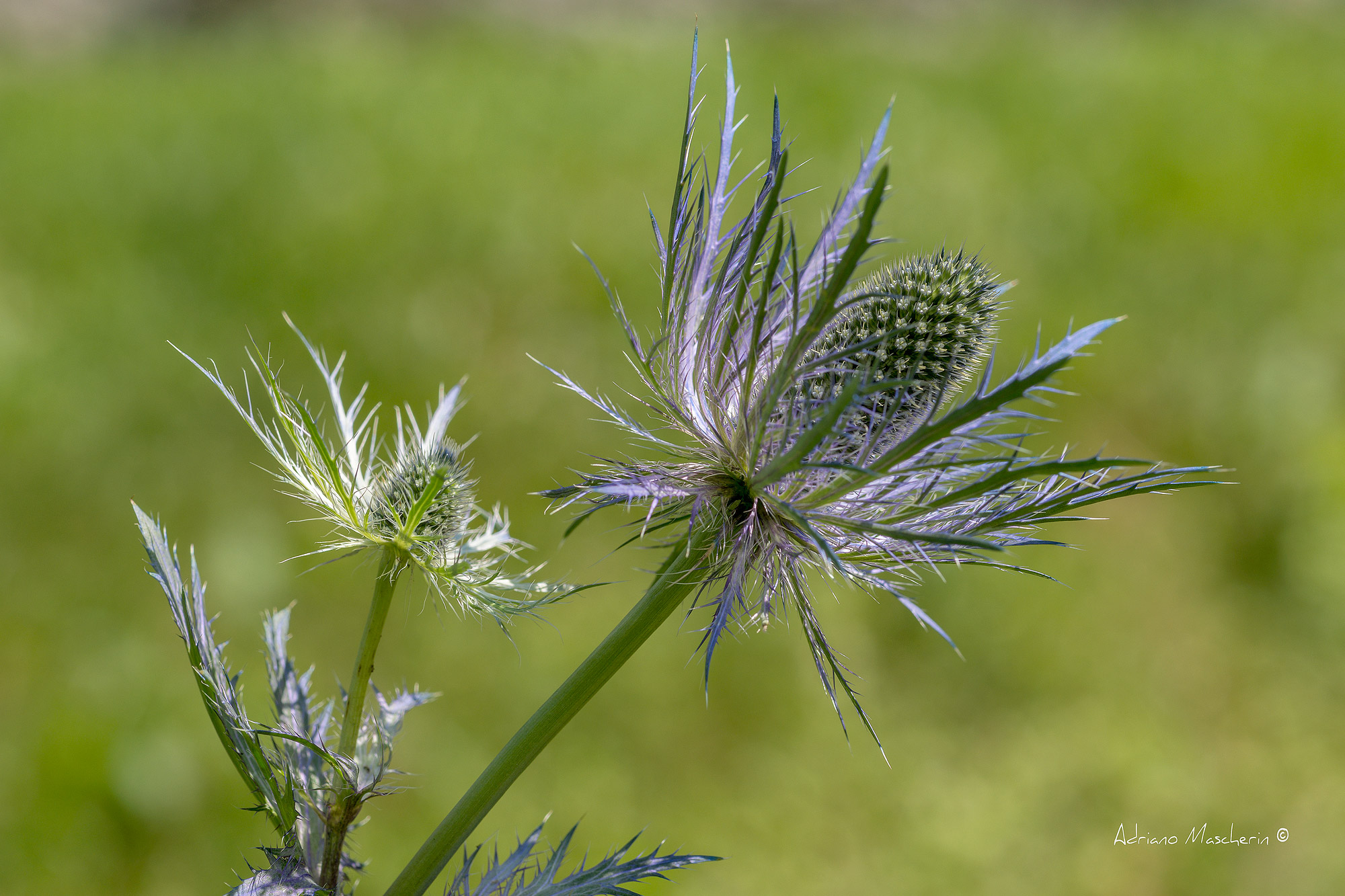 Eryngium Alpinum - Regina delle Alpi