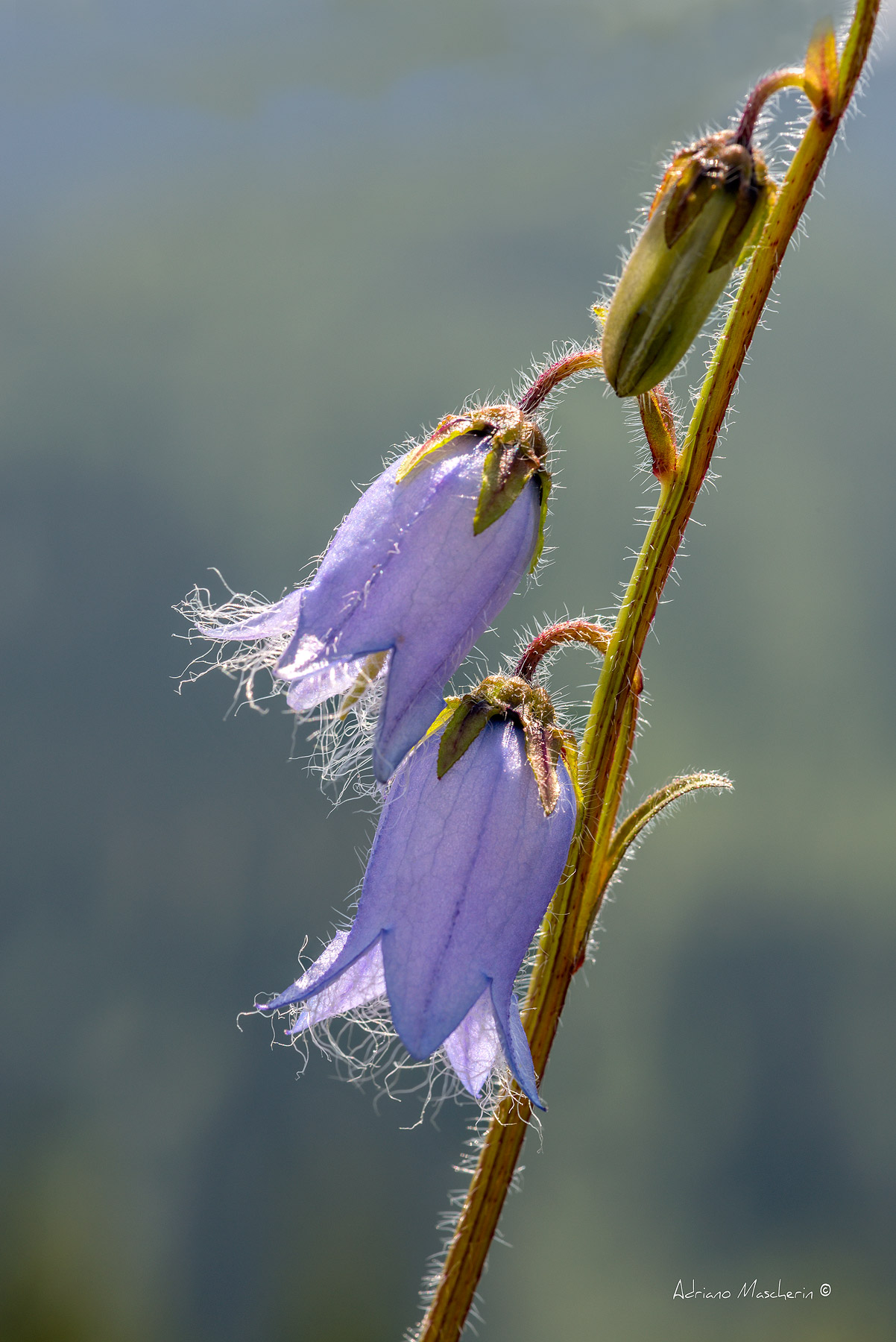 Campanula Barbata - Campanella barbuta