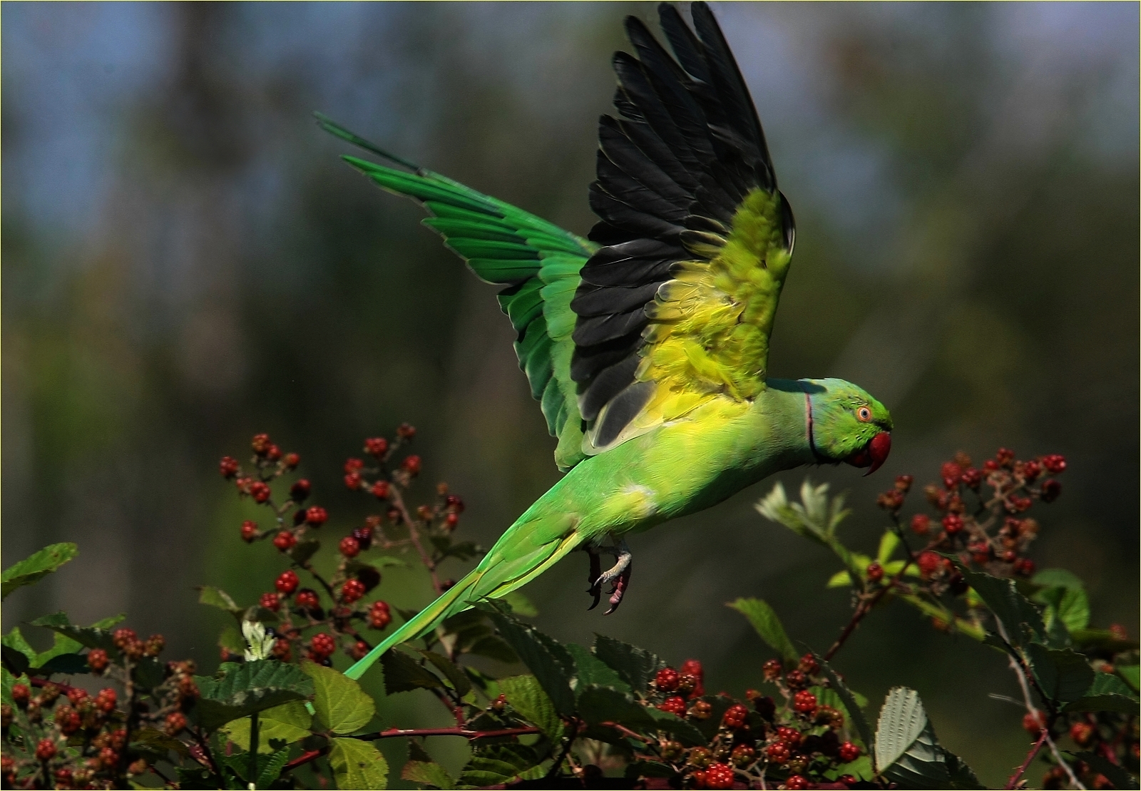 ,, un pappagallo nel parco del Ticino,,