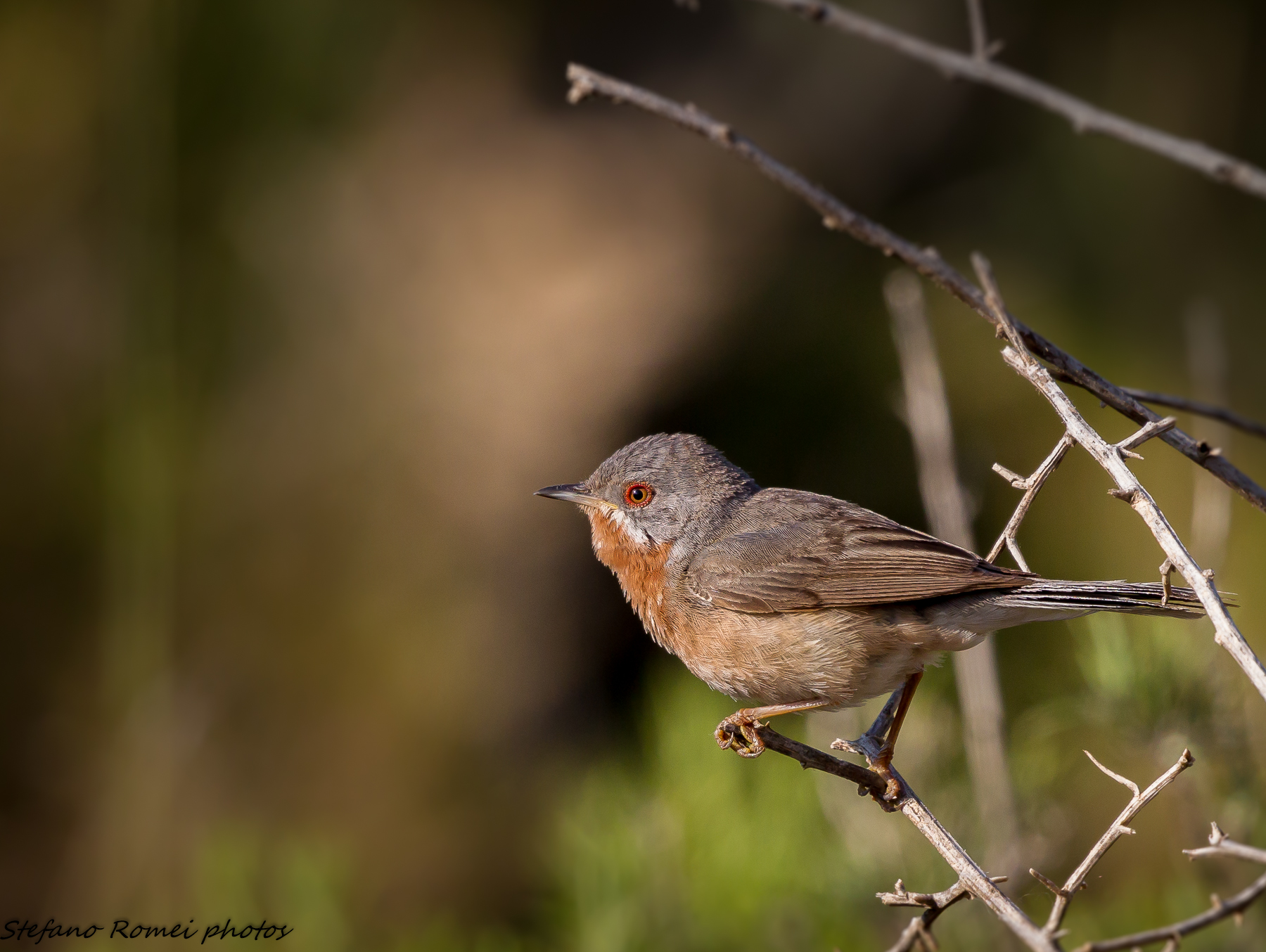 sterpazzolina (silvia cantillans)