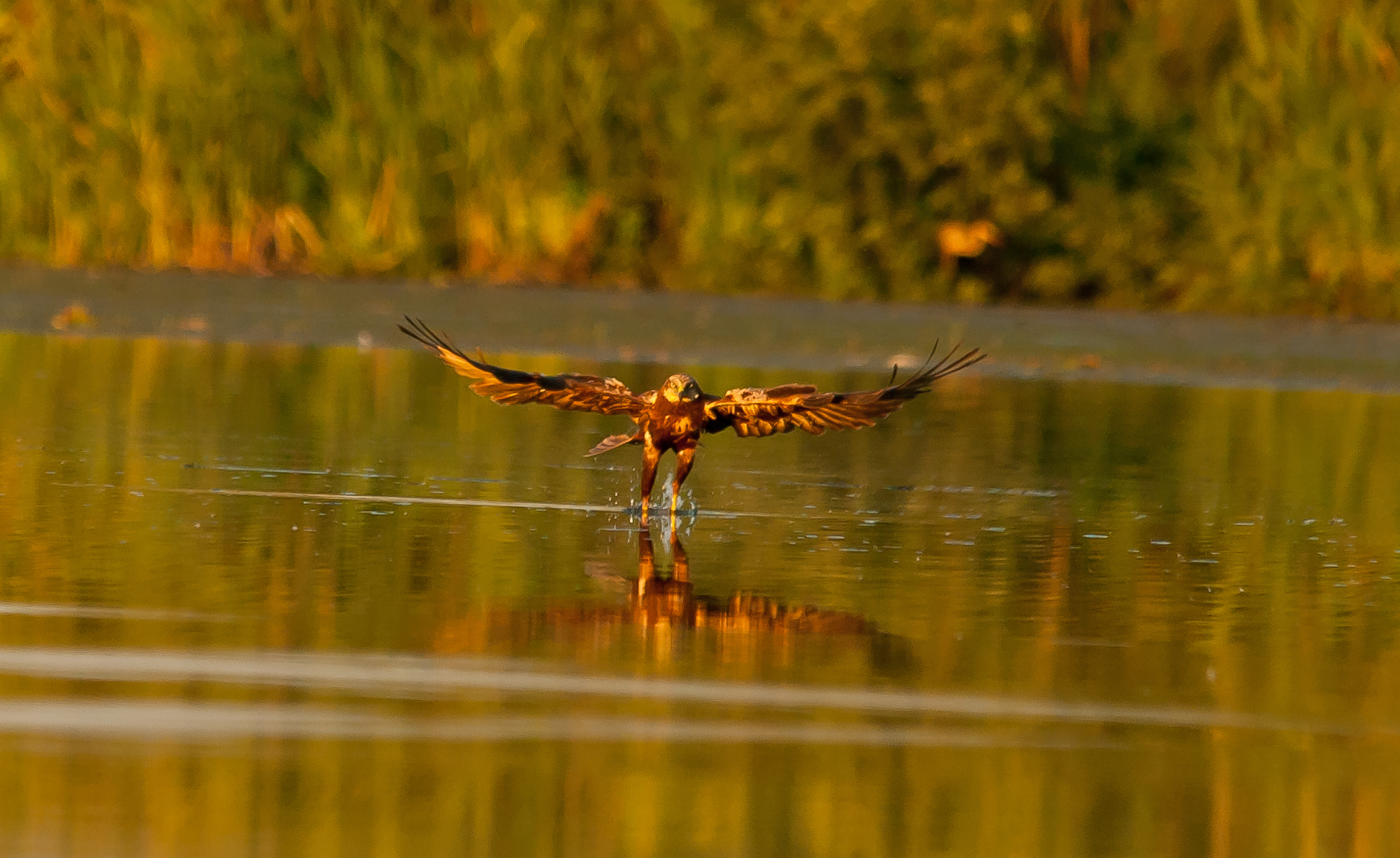 Falco di palude femmina ha pesca